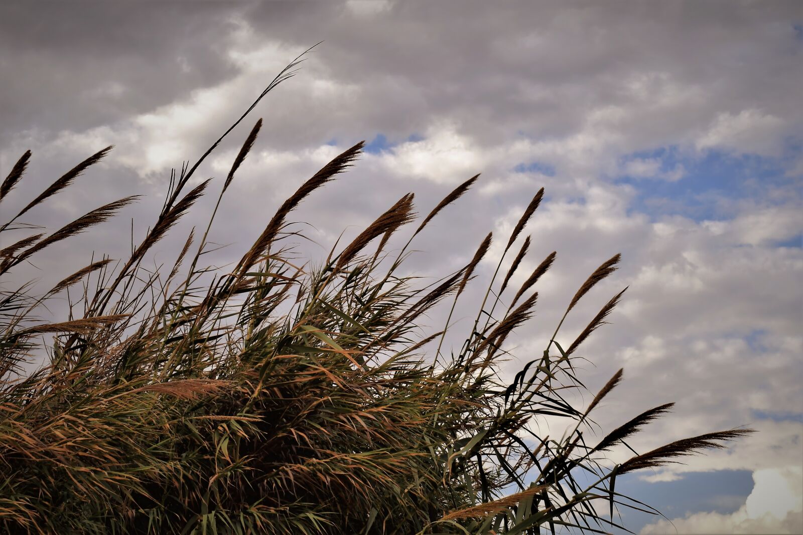 Nikon D3300 sample photo. Reeds, sky, clouds photography