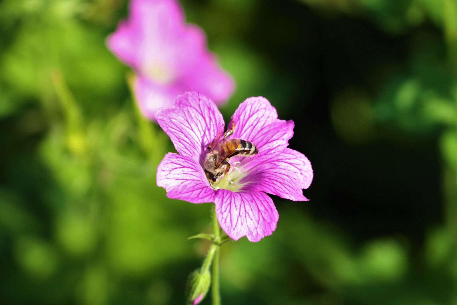 Canon EOS 1000D (EOS Digital Rebel XS / EOS Kiss F) sample photo. Cranesbill, blossom, bloom photography