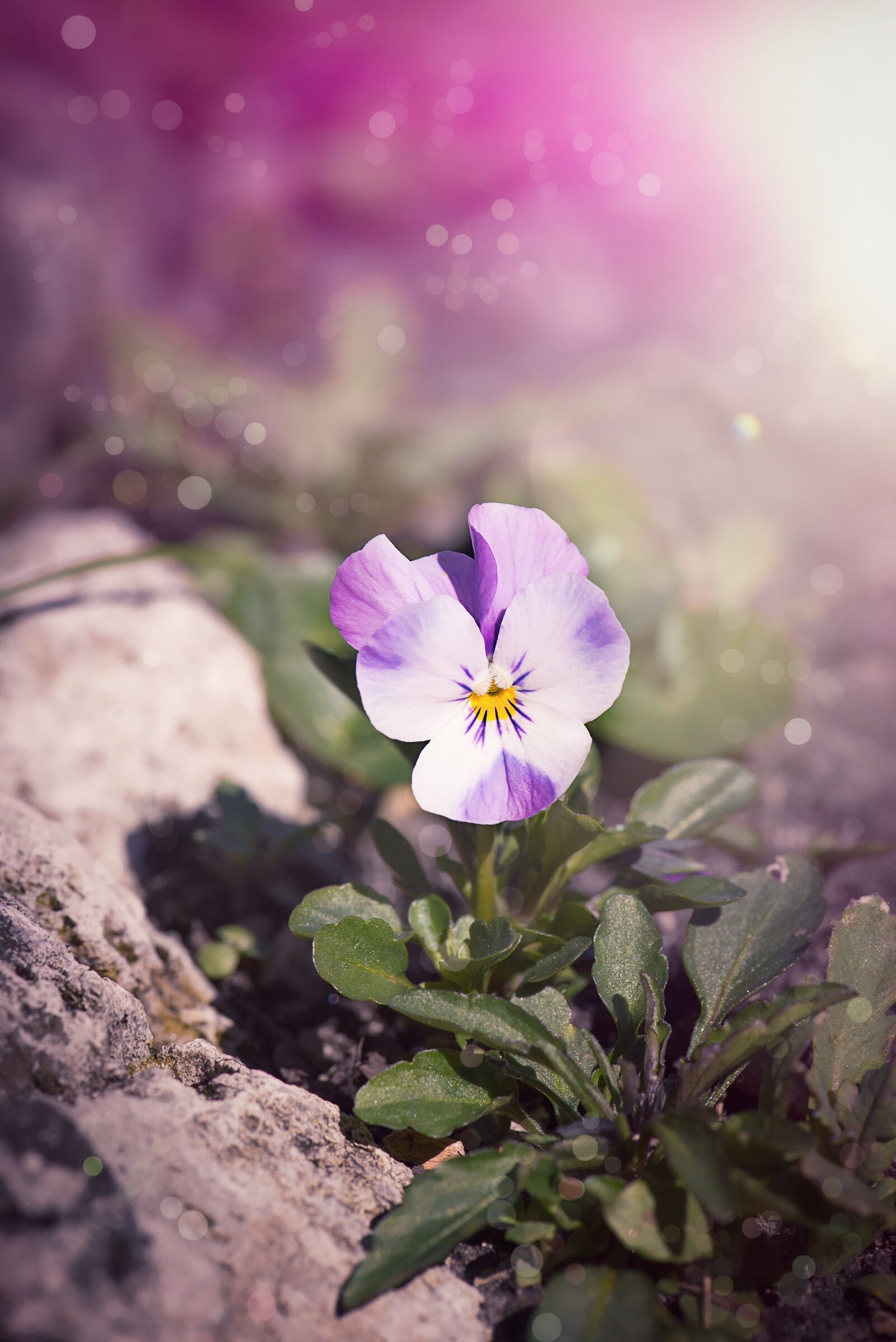 Nikon D750 sample photo. Violet, pansy, blossom photography