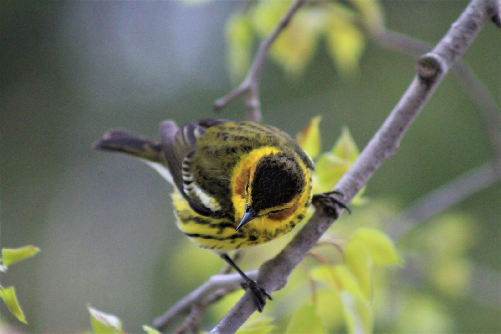 Canon EOS 1200D (EOS Rebel T5 / EOS Kiss X70 / EOS Hi) sample photo. Cape may warbler, birds photography