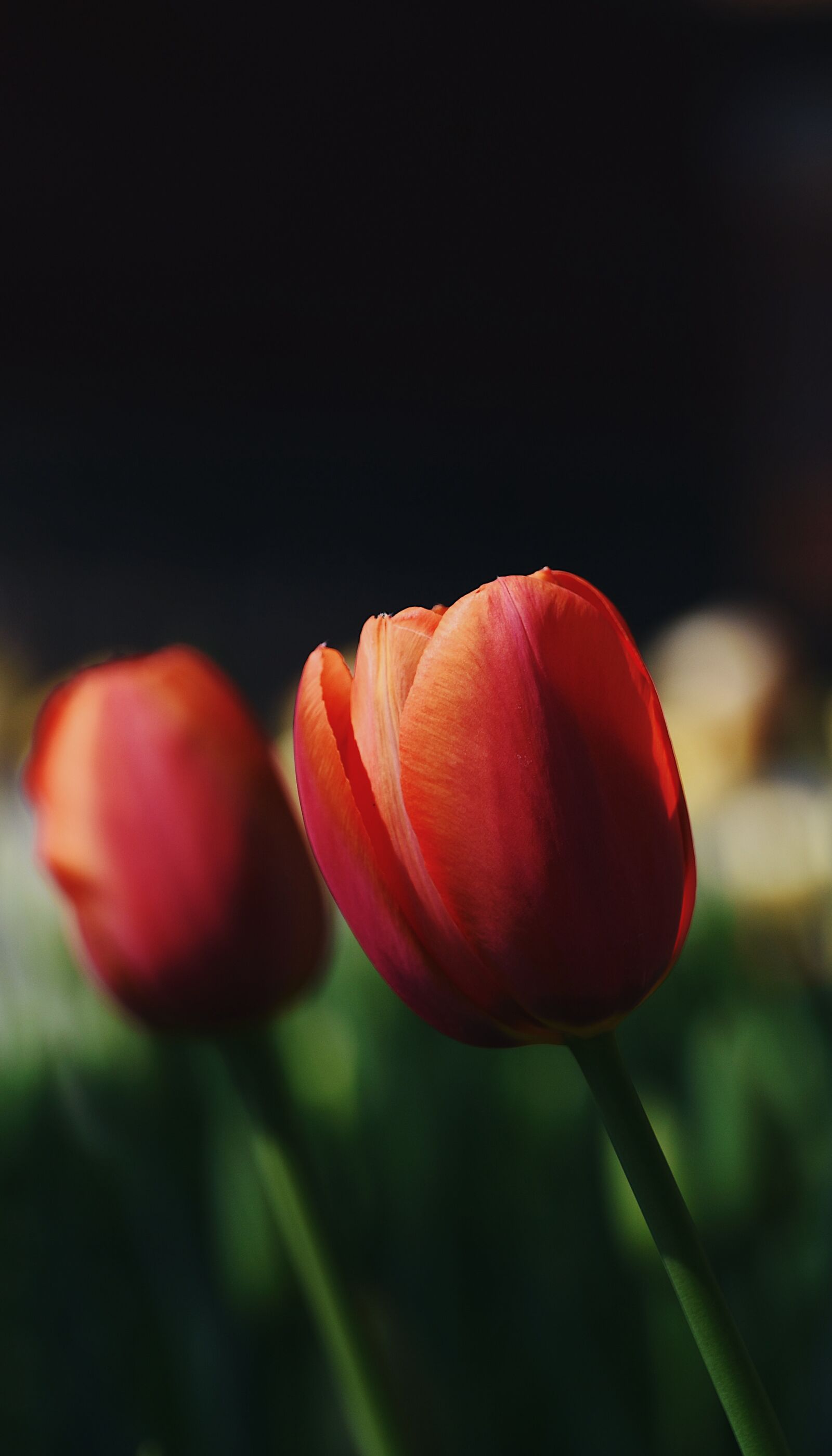 Nikon D7200 sample photo. Spring, flowers, flower photography