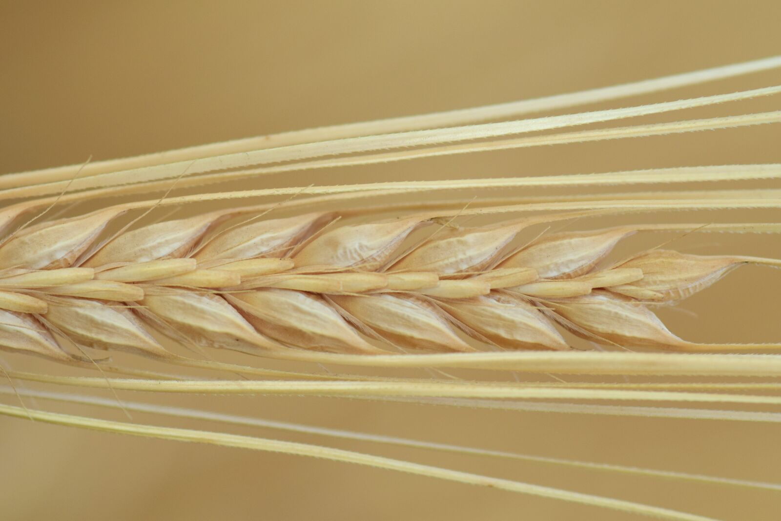 Nikon D3300 sample photo. Barley, close up, ear photography