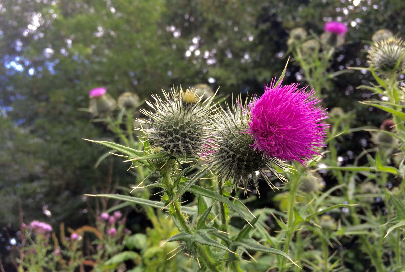 iPhone 5s back camera 4.15mm f/2.2 sample photo. Thistle, flower, purple photography