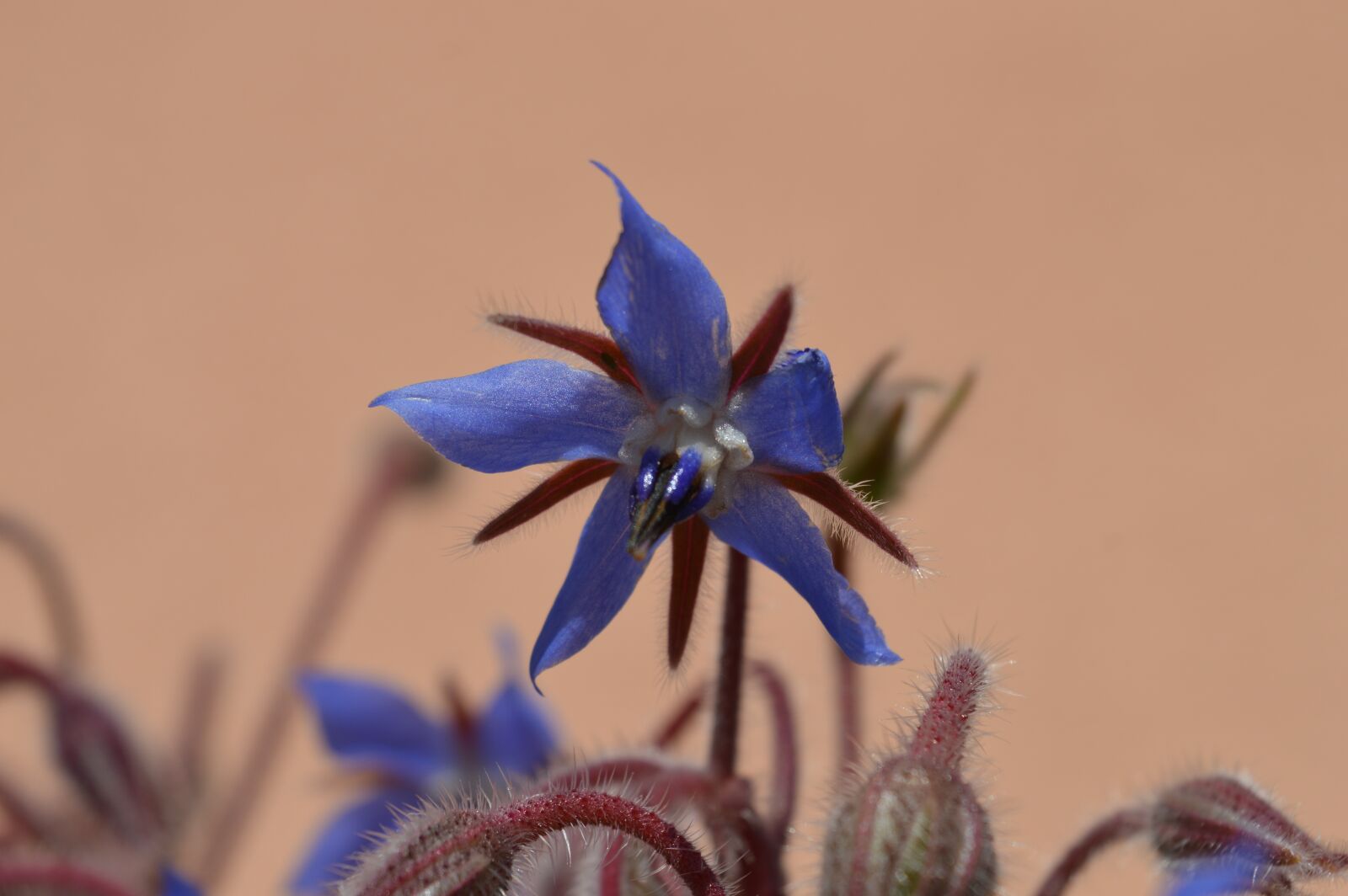 Nikon D3200 sample photo. Borage, flower, violet photography