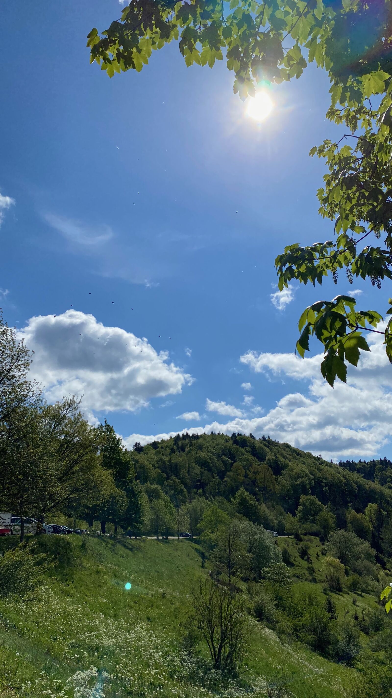 Apple iPhone 11 Pro sample photo. Punch, animal tight, sky photography