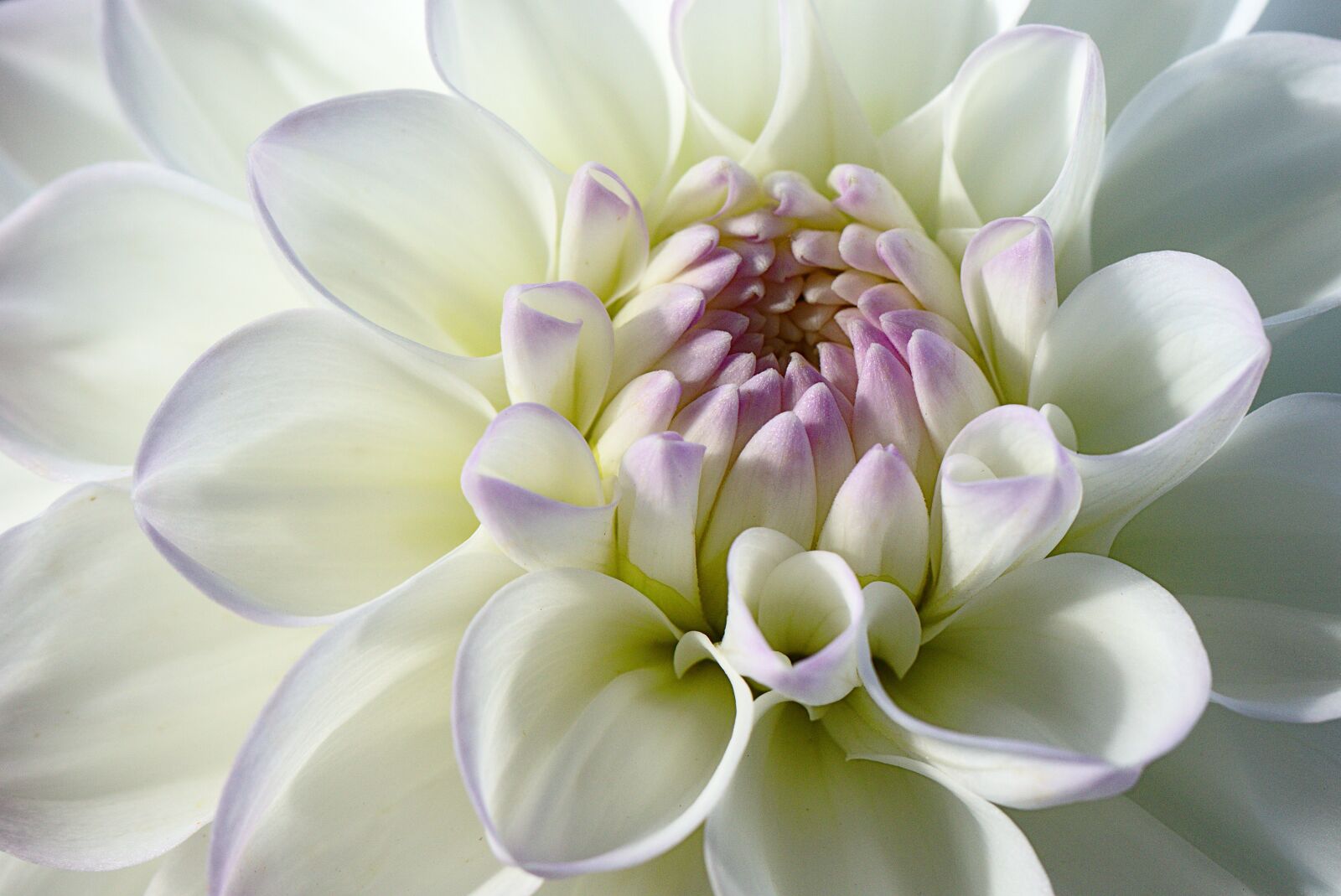 Canon EOS M5 sample photo. Raghavendra, white, blossom photography