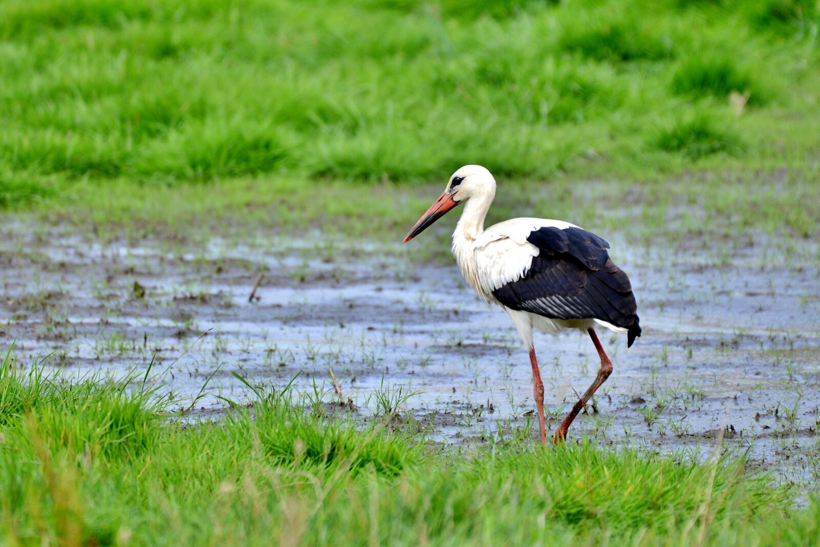Nikon D600 sample photo. Stork, bird, beak photography