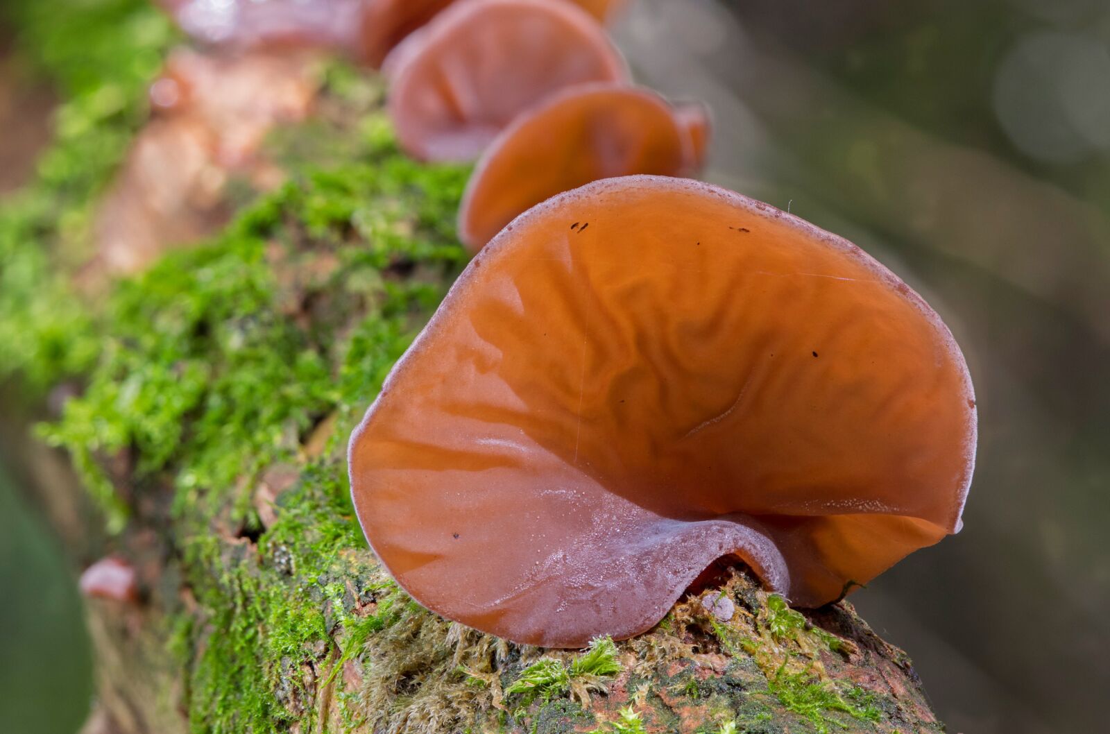 Panasonic Lumix DC-G9 + Olympus M.Zuiko Digital ED 60mm F2.8 Macro sample photo. Judas ear, mushroom, china photography