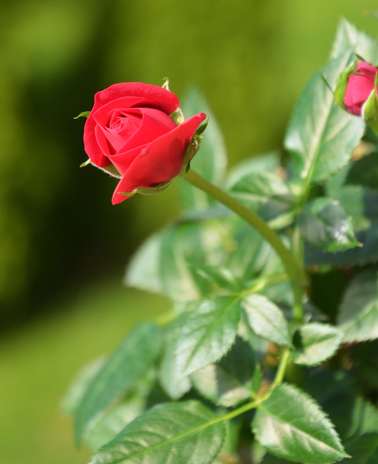 Nikon D7000 sample photo. Rose, red rose, mini photography