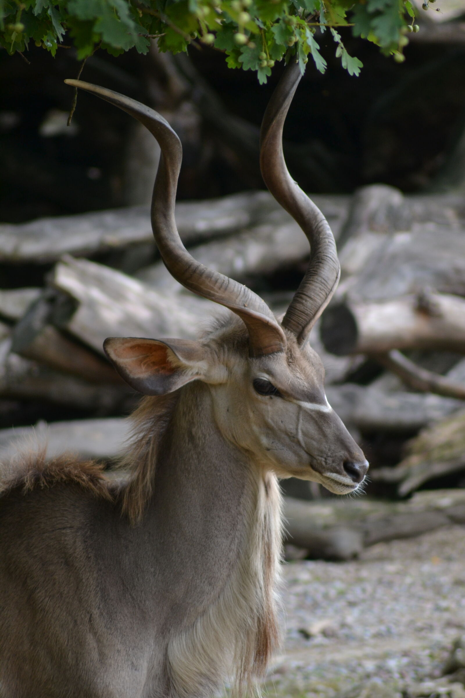 Nikon D3100 sample photo. Antelope, close, up, view photography