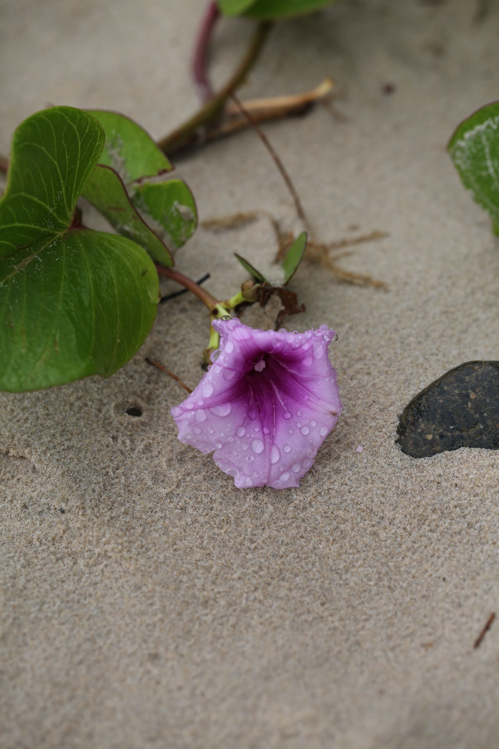 Canon EF 100mm F2.8L Macro IS USM sample photo. Beach, flower, nature photography
