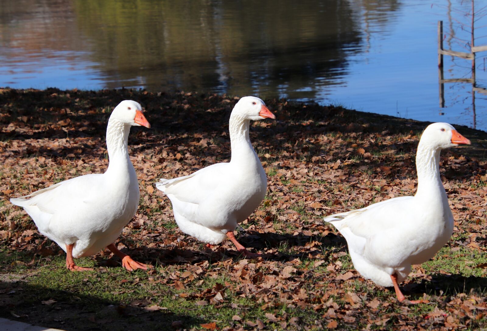 Canon EOS 800D (EOS Rebel T7i / EOS Kiss X9i) sample photo. Geese, birds, poultry photography