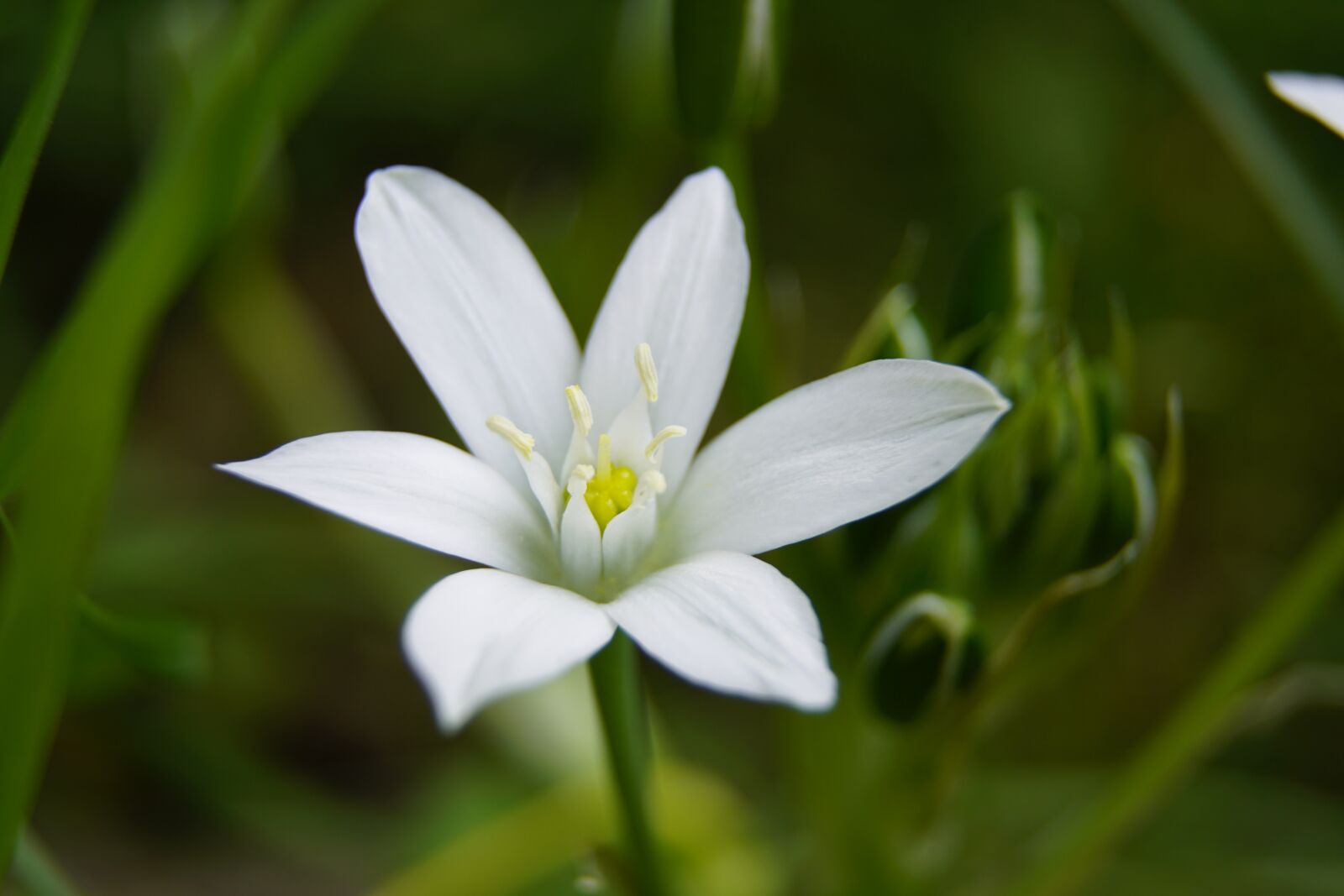 Sony a7R II + Sony E PZ 18-105mm F4 G OSS sample photo. Ornithogalum, star-of-bethlehem, white photography