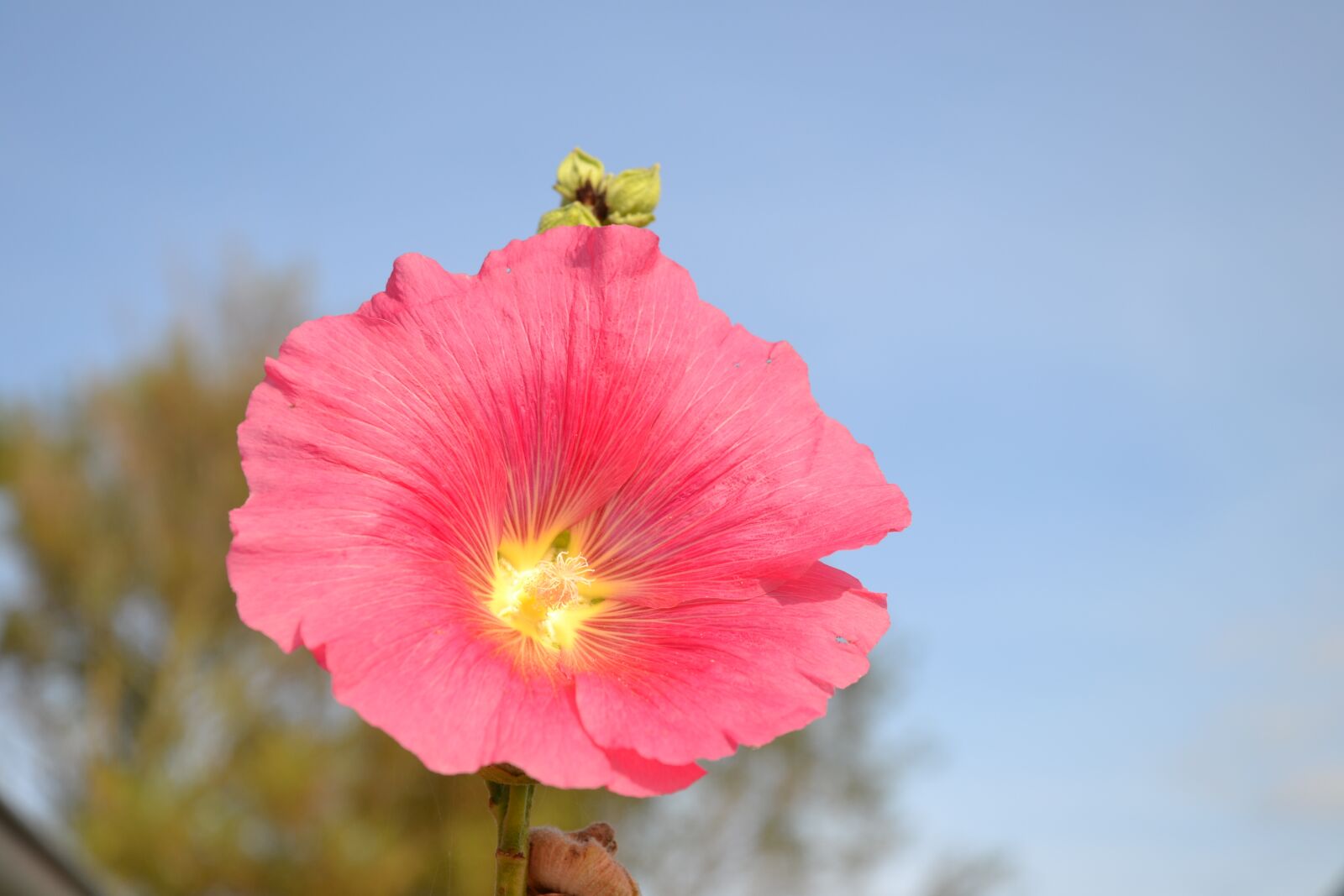 Nikon D3100 sample photo. Stock rose, blossom, bloom photography