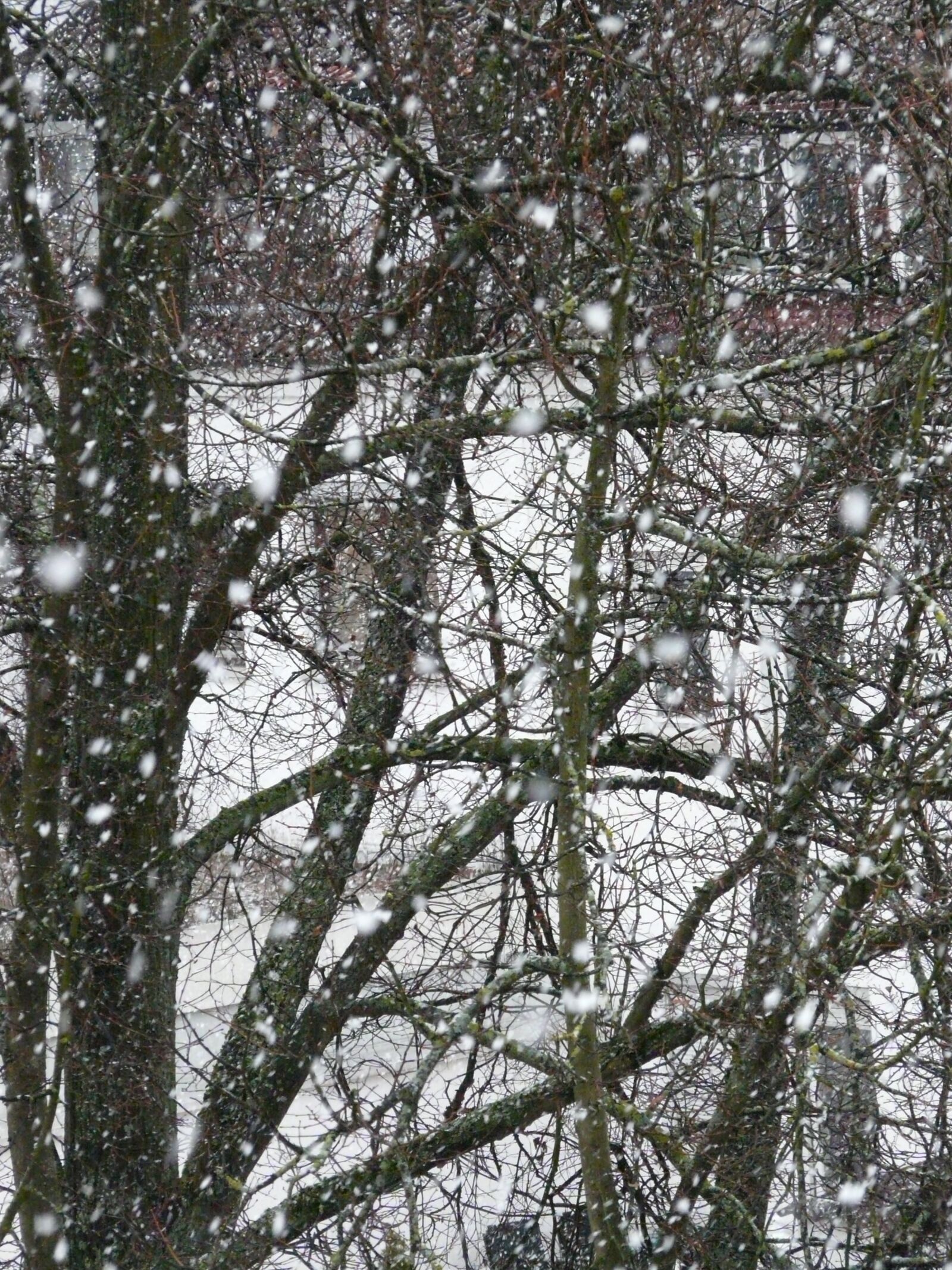 Panasonic DMC-FZ18 sample photo. Snowfall, snow, snowflakes photography