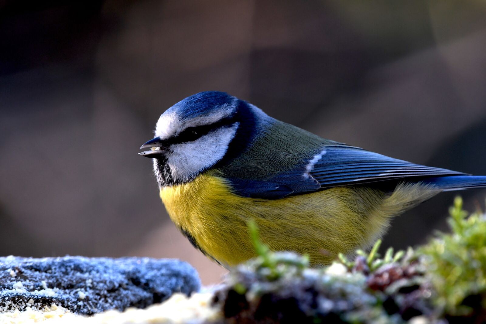 Nikon D7500 sample photo. Blue tit, volatile, forest photography
