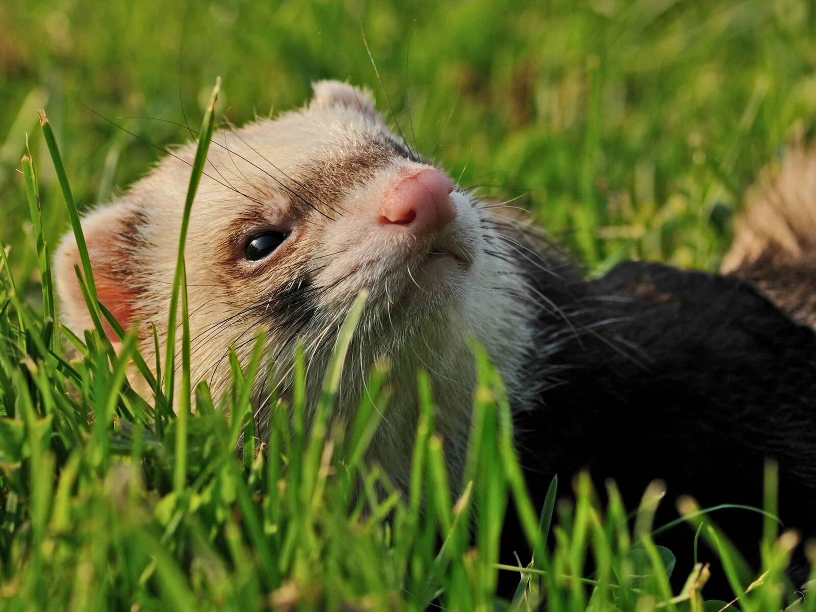 Nikon D300 sample photo. Weasel, cute, nature, green photography