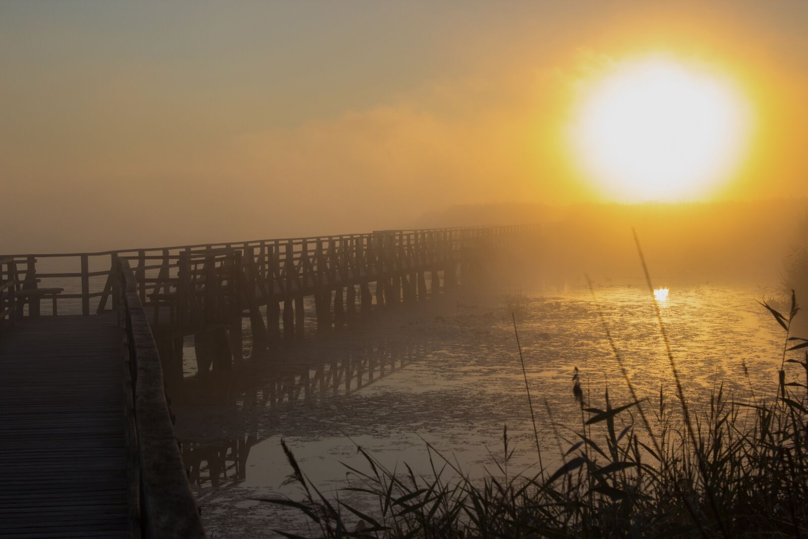 Canon EOS 600D (Rebel EOS T3i / EOS Kiss X5) sample photo. Sunrise, web, reed photography