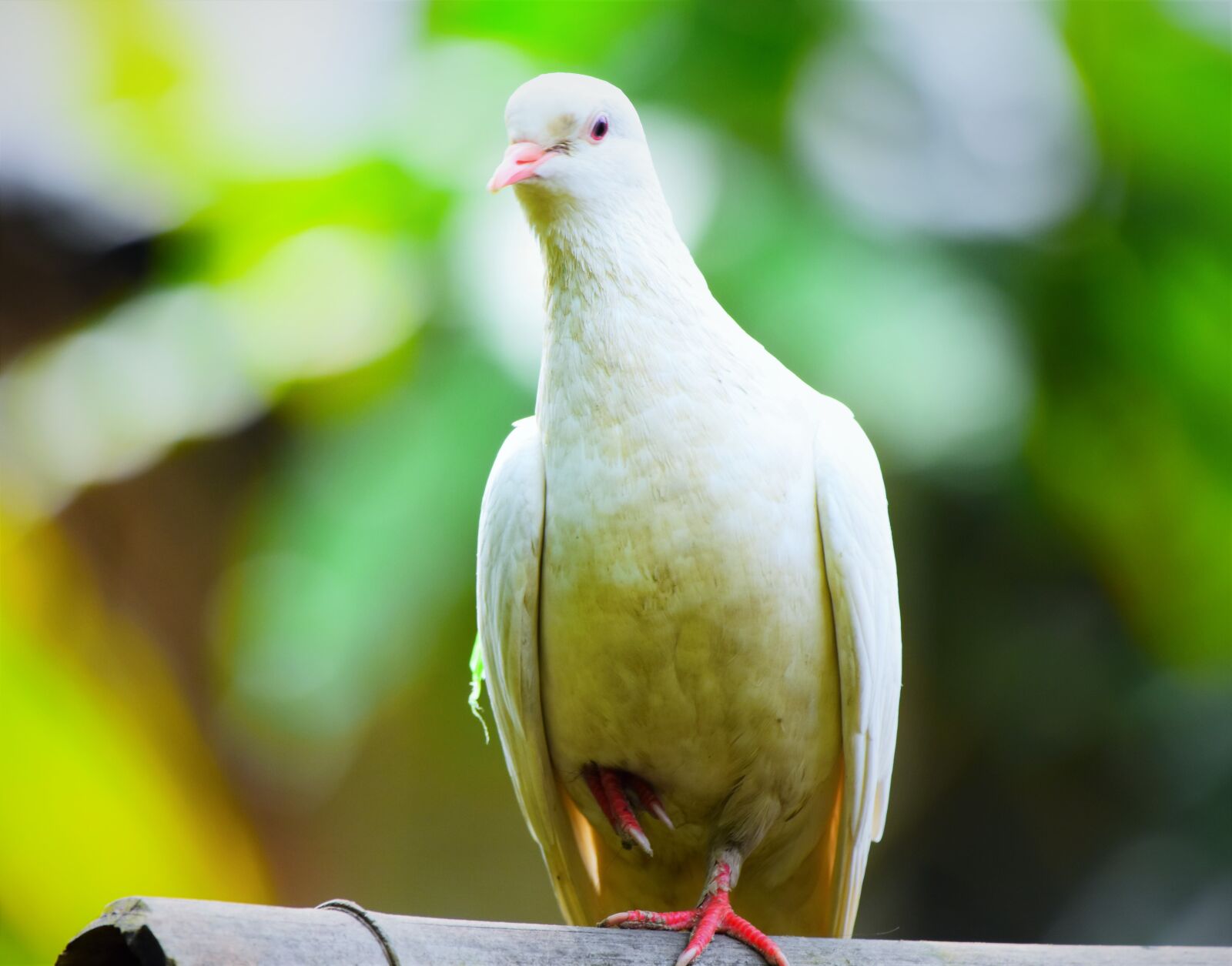 Nikon D5600 sample photo. Bird, nature, wildlife photography