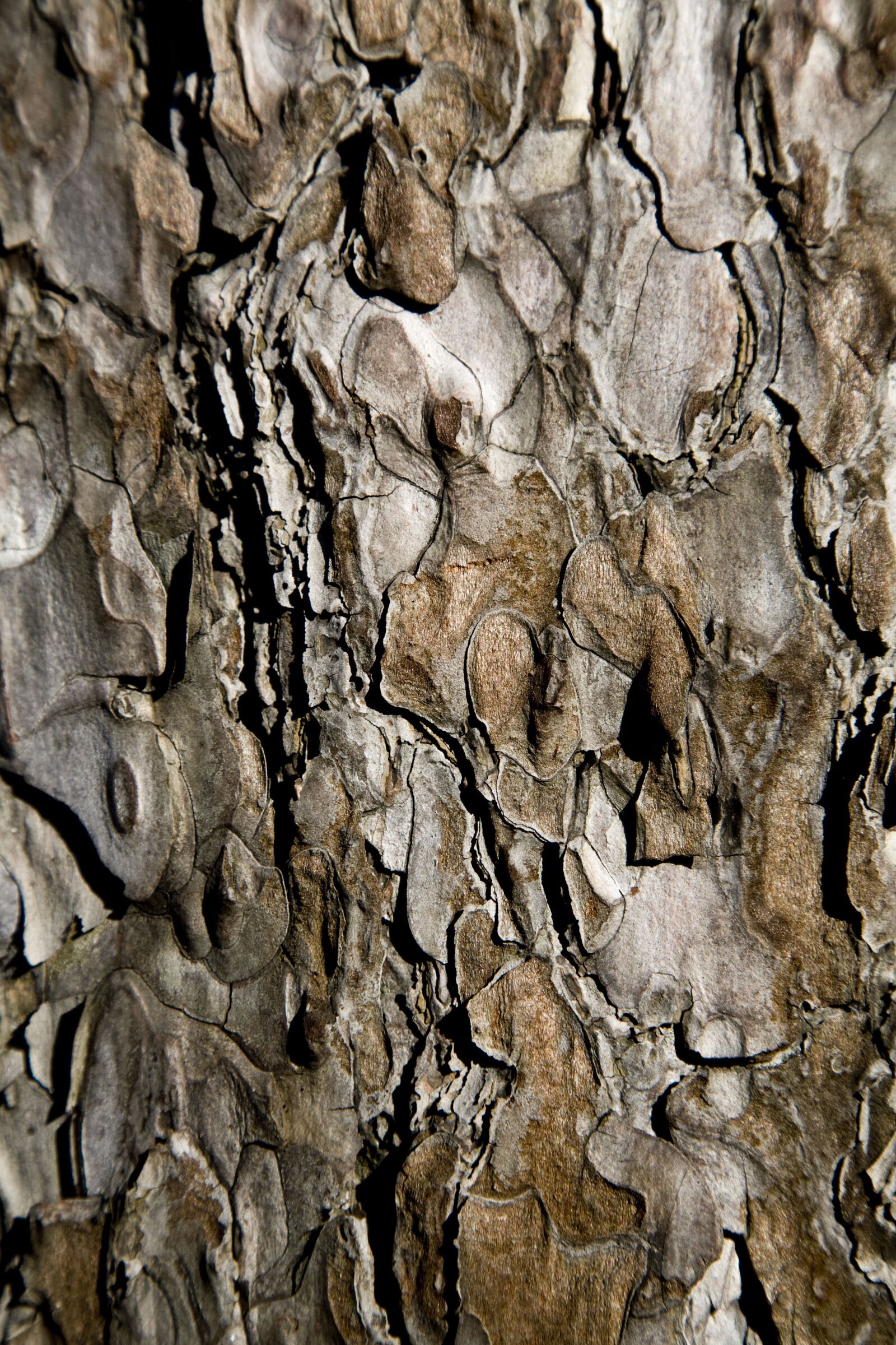 Canon EOS 5D sample photo. Tree, shell, wood tissue photography