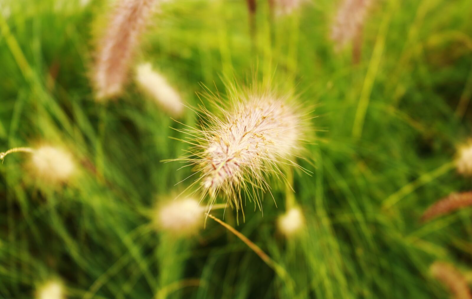Canon EOS 750D (EOS Rebel T6i / EOS Kiss X8i) sample photo. Garden, grass, nature photography