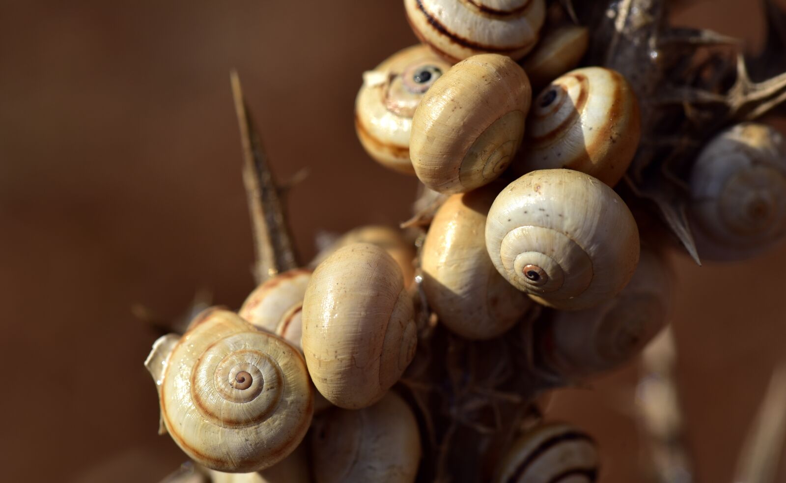 Nikon D750 sample photo. Snail shells, group, collection photography