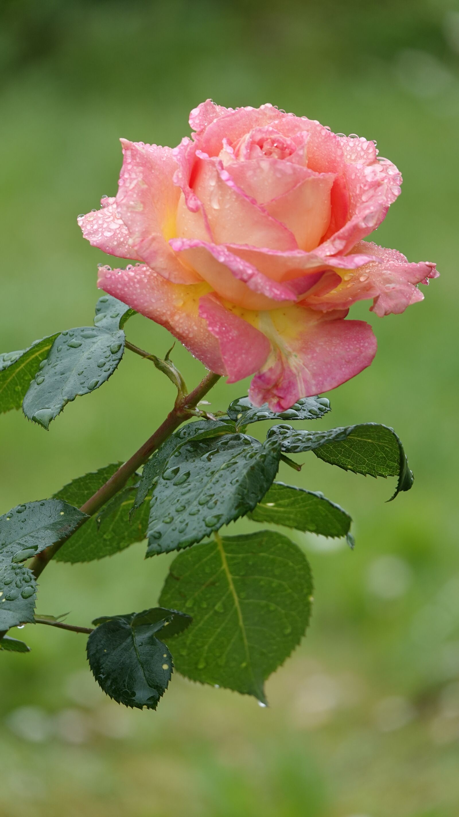 Sony Cyber-shot DSC-RX10 IV sample photo. Pink, garden, rain photography