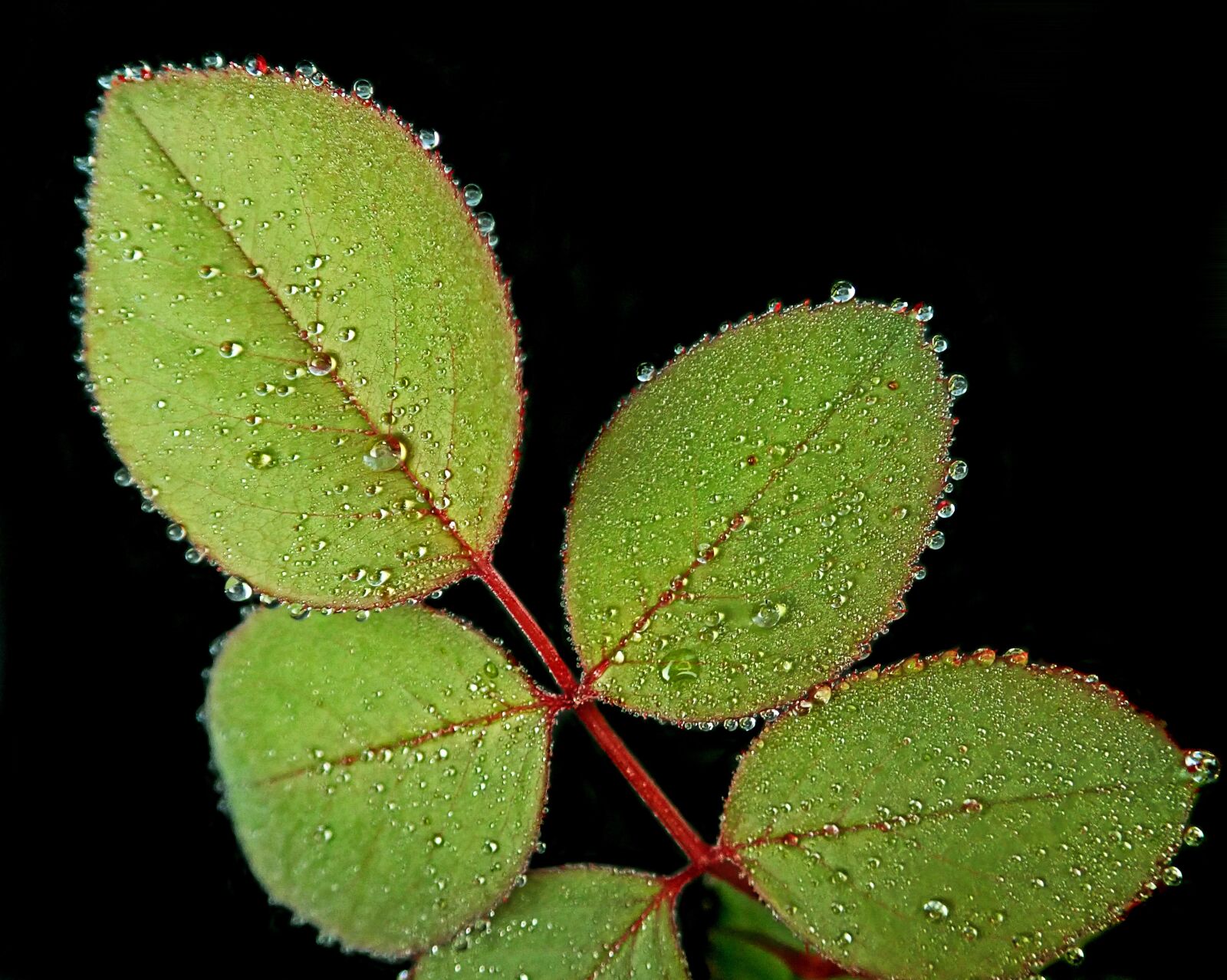 Olympus TG-5 sample photo. Rose, leaves, raindrops photography