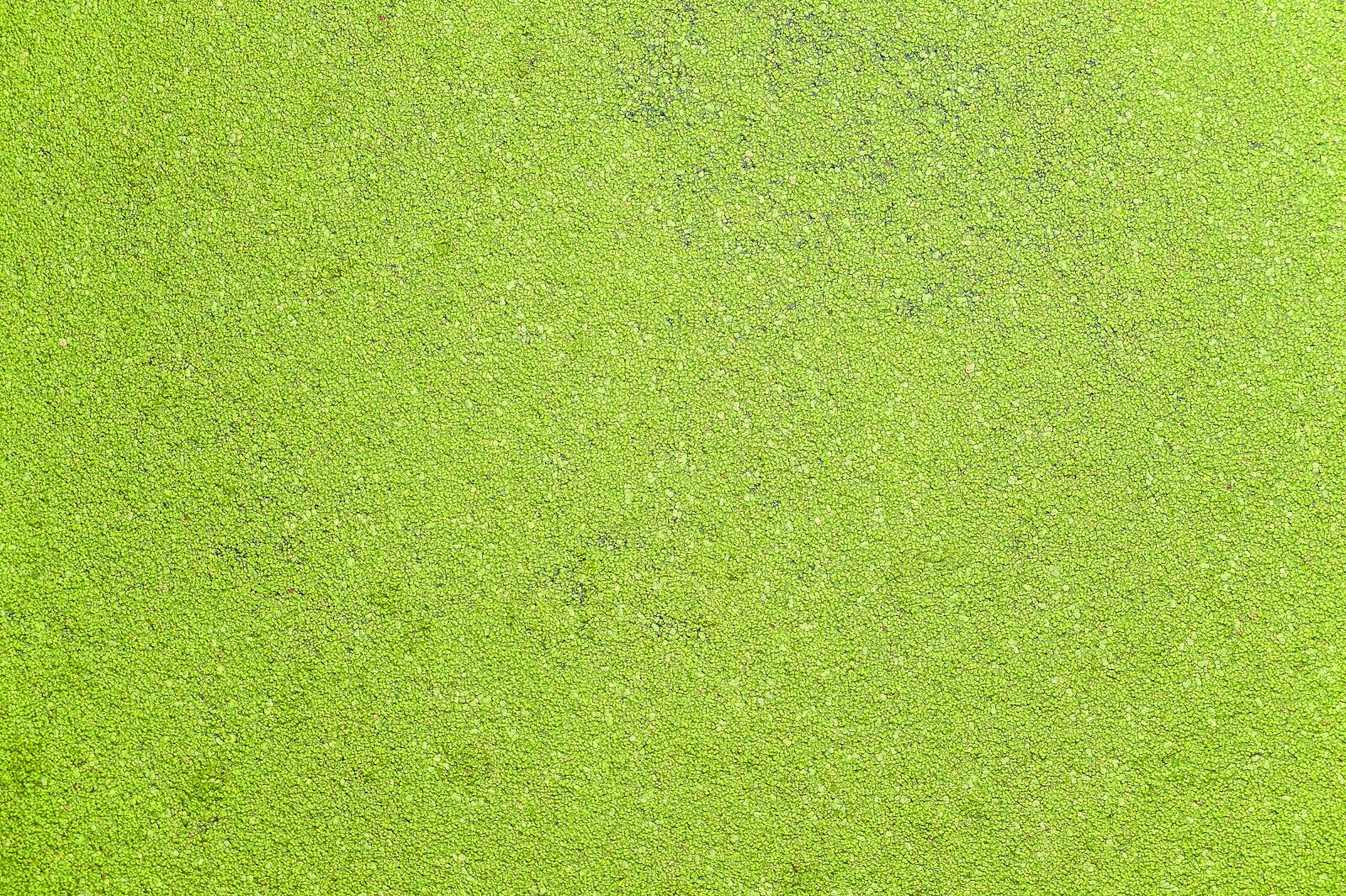 Fujifilm X30 sample photo. Water, alga, canal photography