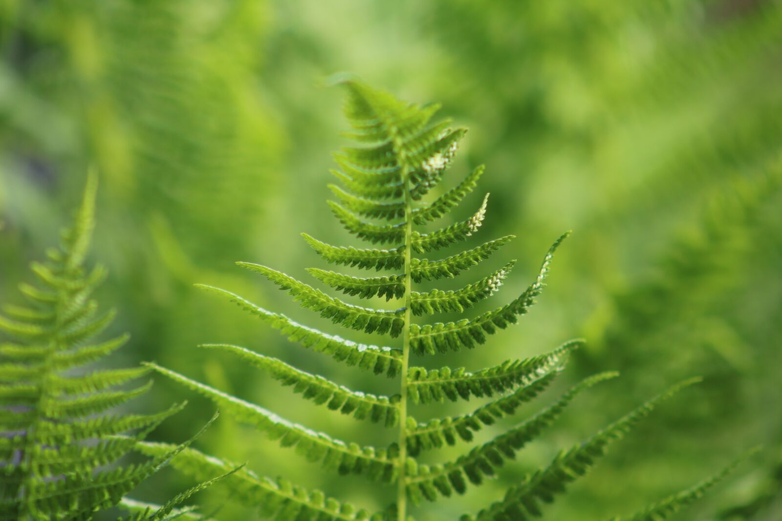 Canon EOS 750D (EOS Rebel T6i / EOS Kiss X8i) + Canon EF 75-300mm f/4-5.6 USM sample photo. Fern, green, plant photography