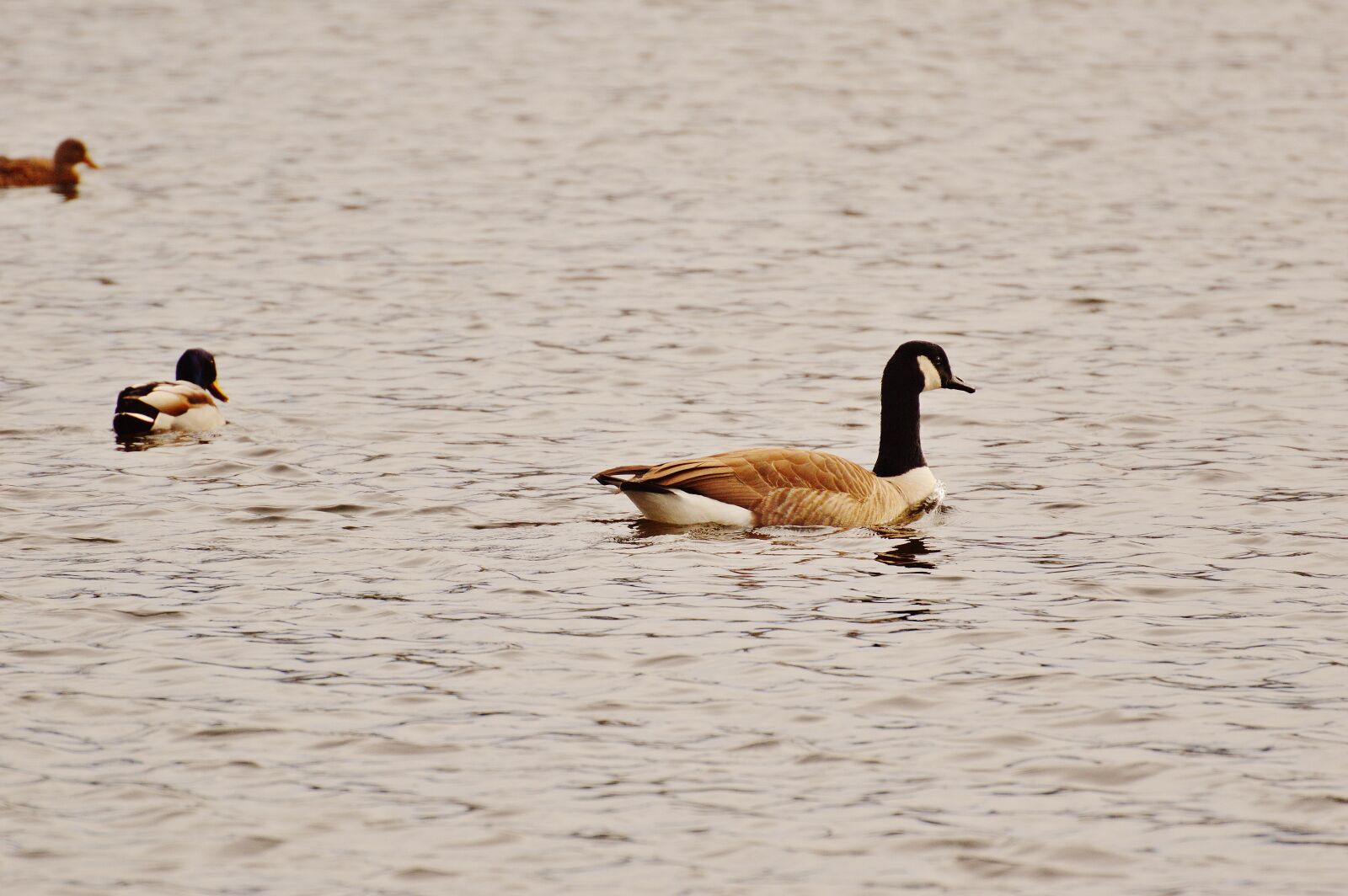 Nikon D3200 sample photo. Goose, poultry, animal photography