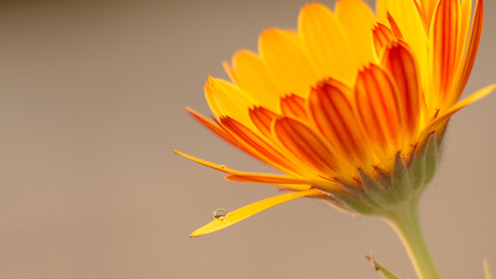 Canon EOS 70D sample photo. Water drop, flower, water photography
