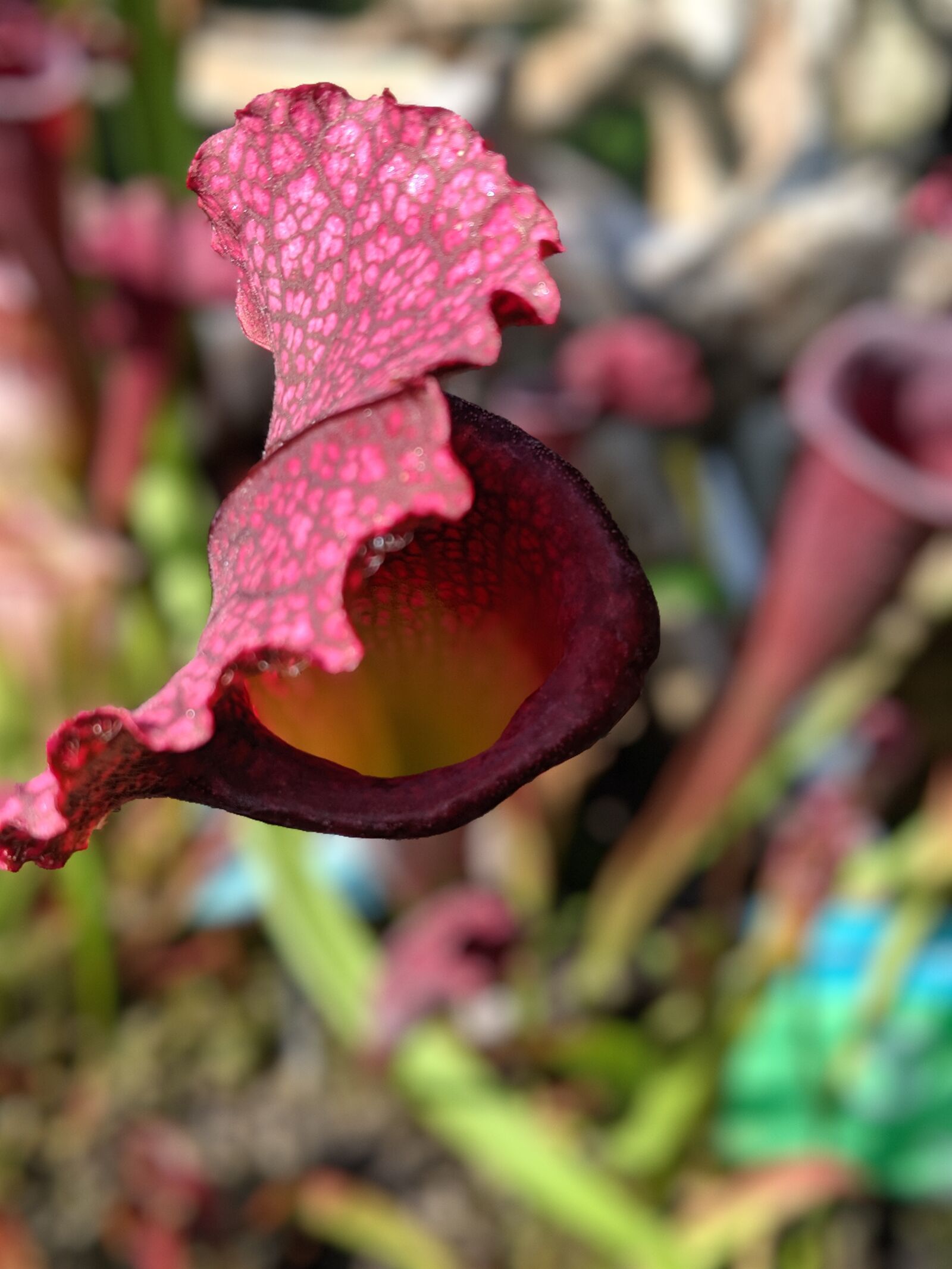 Google Pixel 3 sample photo. Venus fly trap, flower photography