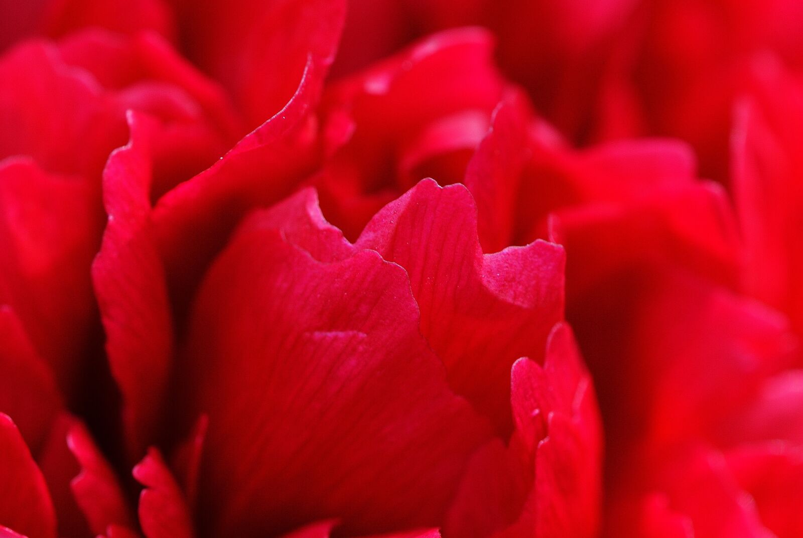 Nikon D3200 sample photo. Peony, flower, red photography