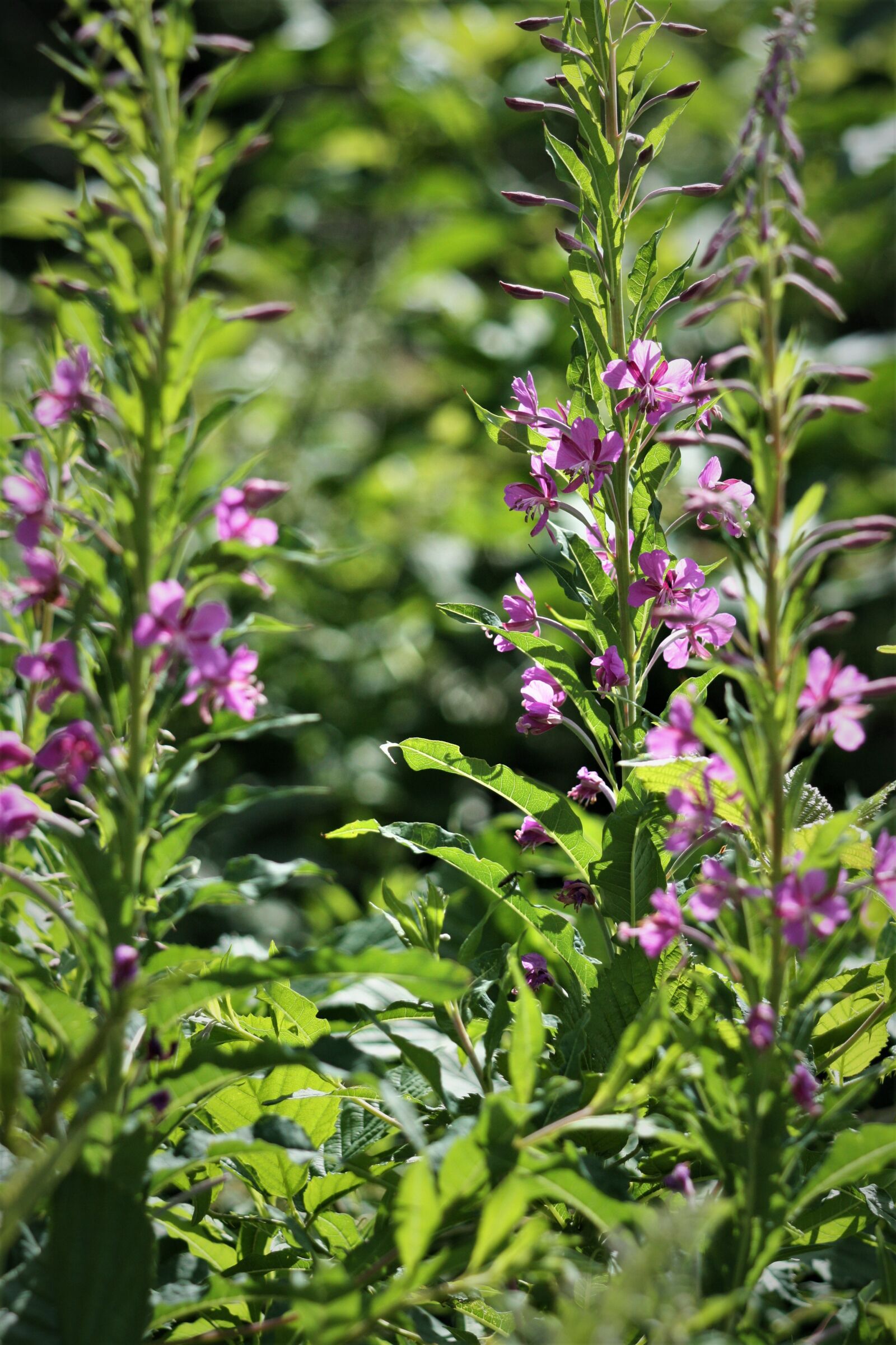 Canon EOS 450D (EOS Rebel XSi / EOS Kiss X2) sample photo. Epilobium, flower, pink photography