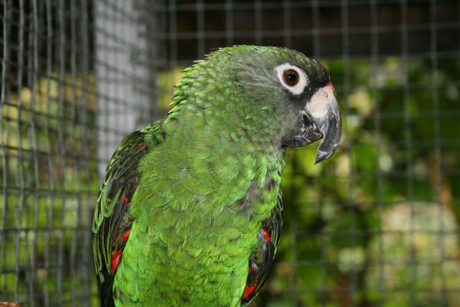 Canon EOS 400D (EOS Digital Rebel XTi / EOS Kiss Digital X) sample photo. Jardine's parrot, bird, parrot photography