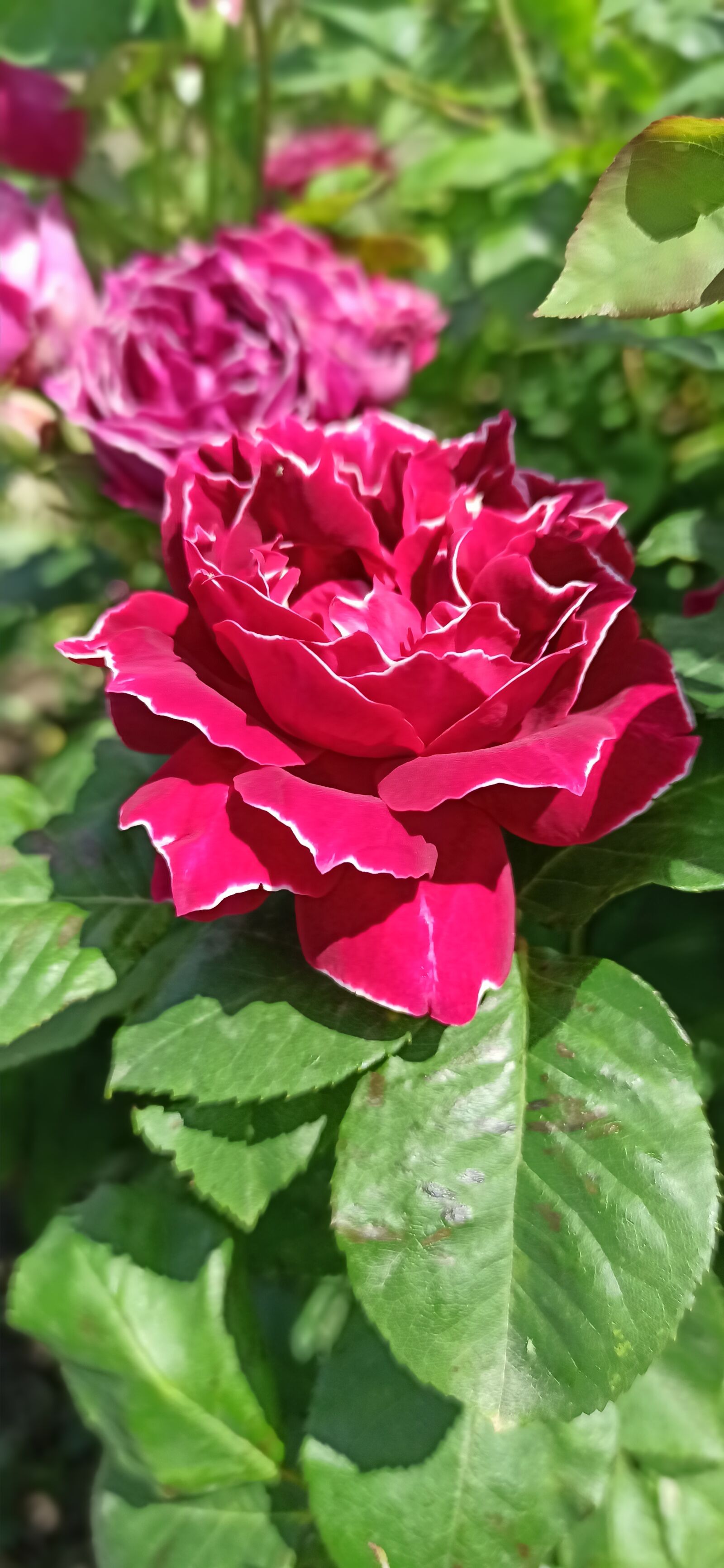 Xiaomi Redmi Note 8 Pro sample photo. Roses, flowers, plants photography