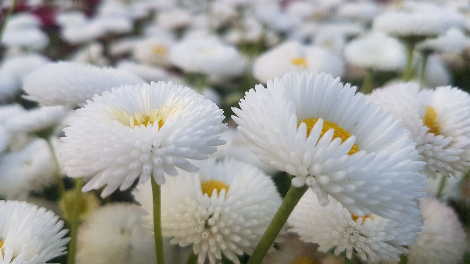 Samsung Galaxy S7 sample photo. White flowers, park, spring photography