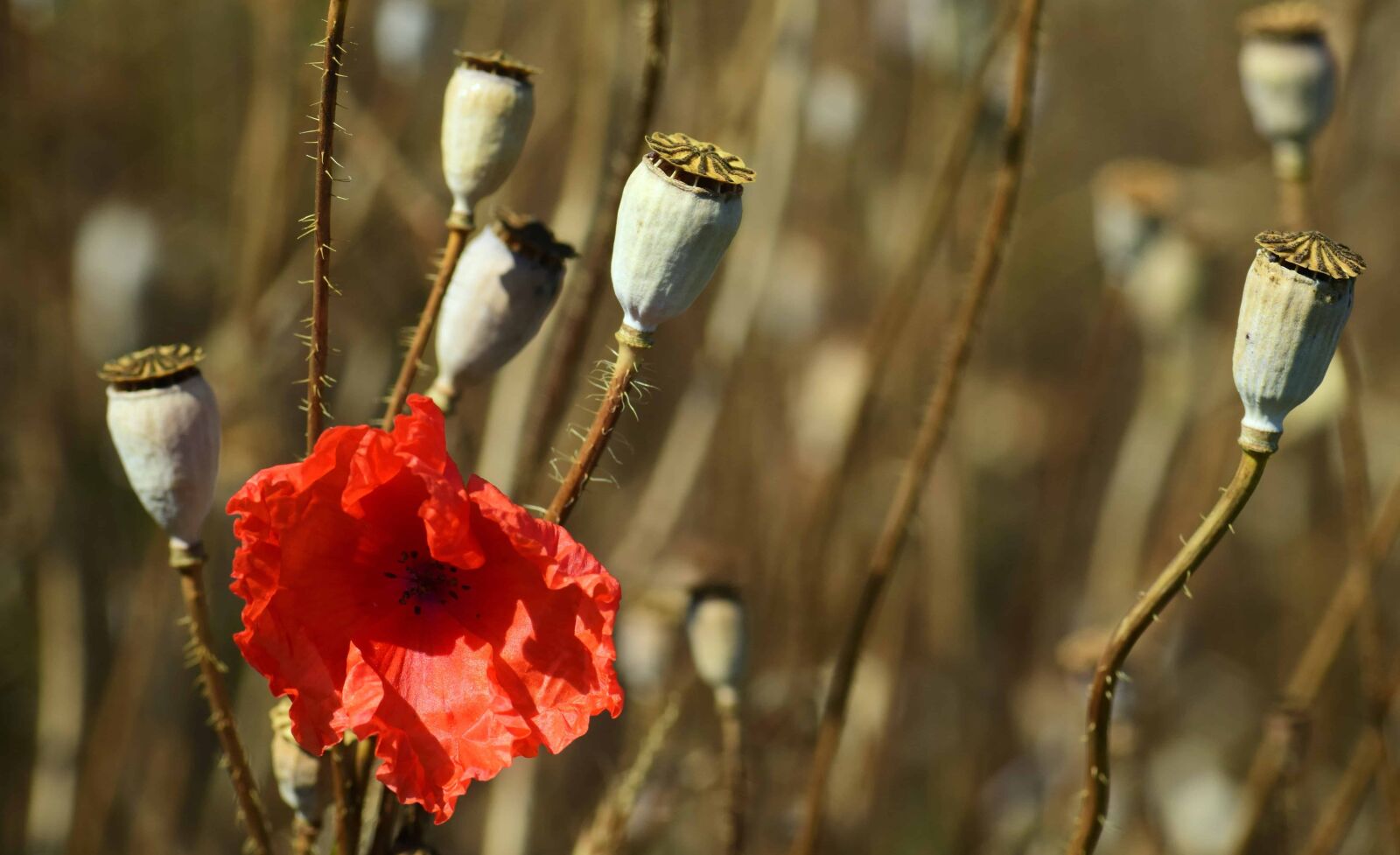 Nikon D3300 sample photo. Poppy, flower, food, flora photography