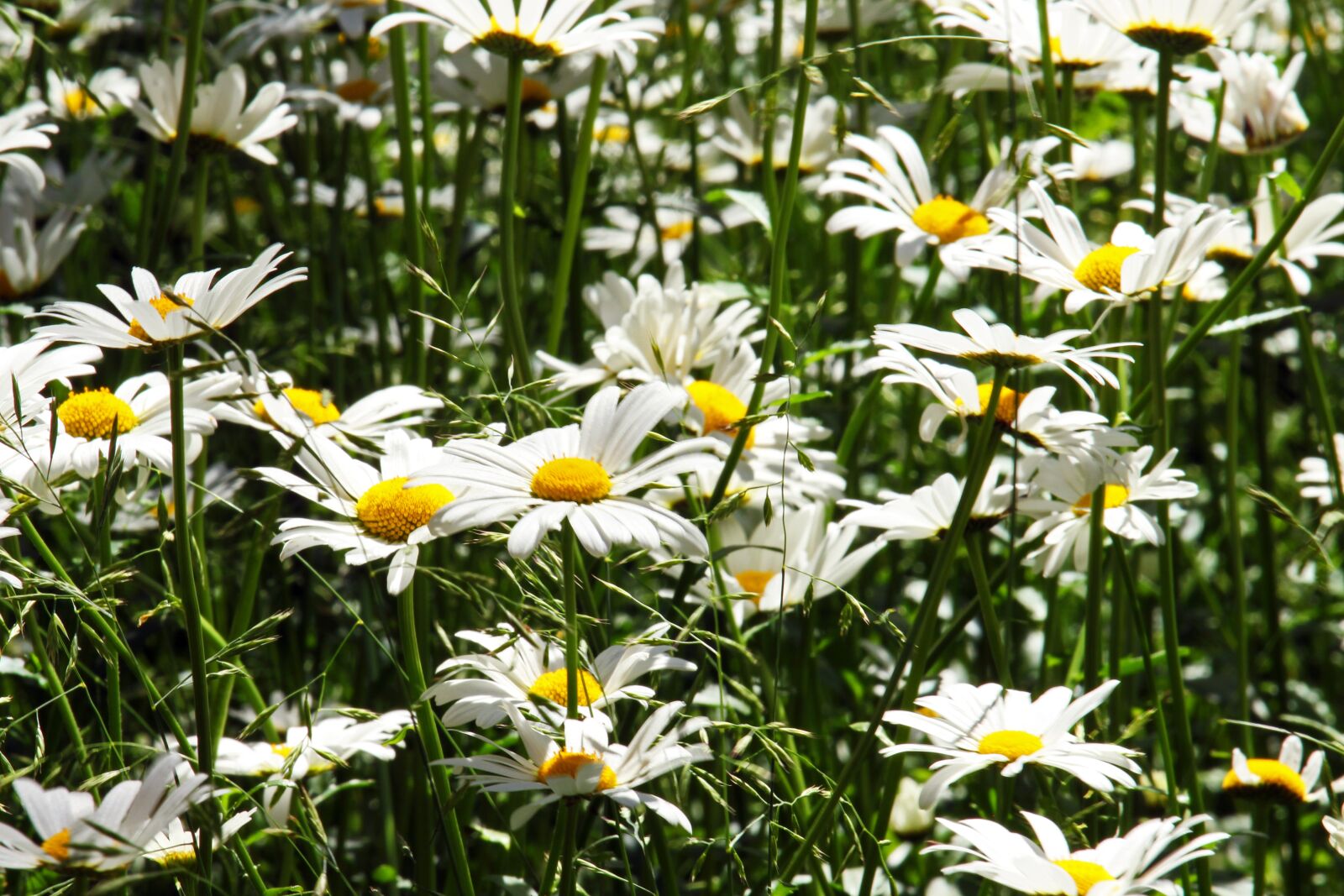 Canon EF-S 55-250mm F4-5.6 IS STM sample photo. Margin, margin renon, flower photography