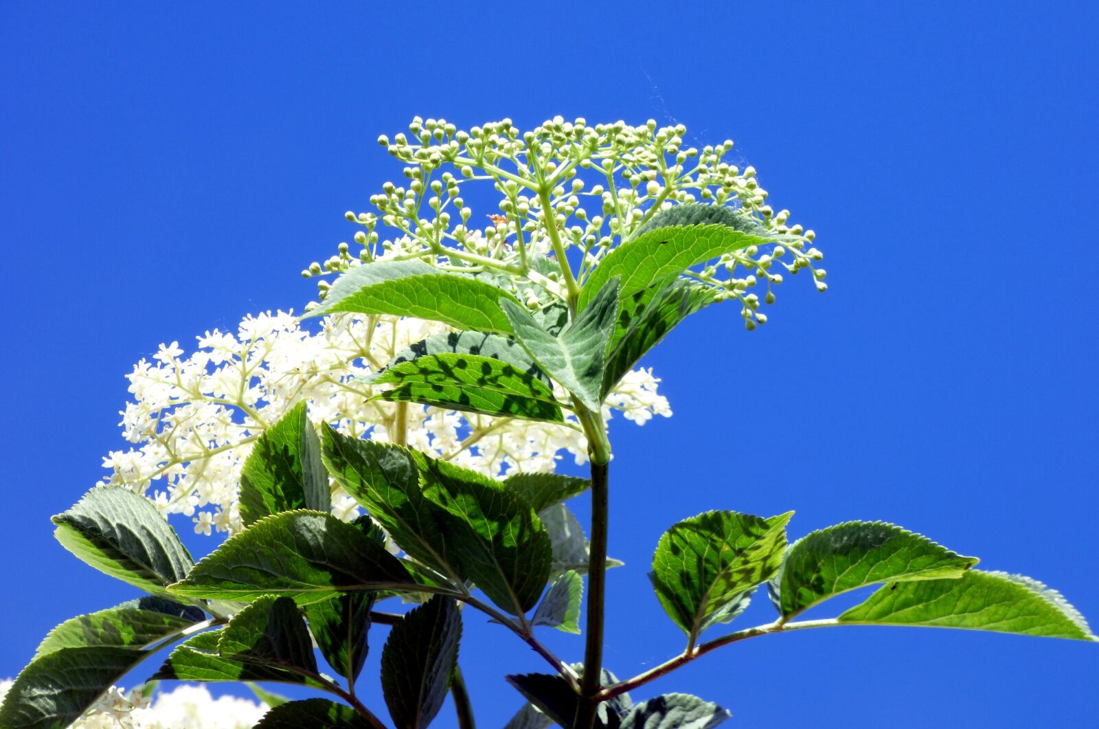 Panasonic DMC-FZ72 sample photo. Flowers, shrub, sky photography