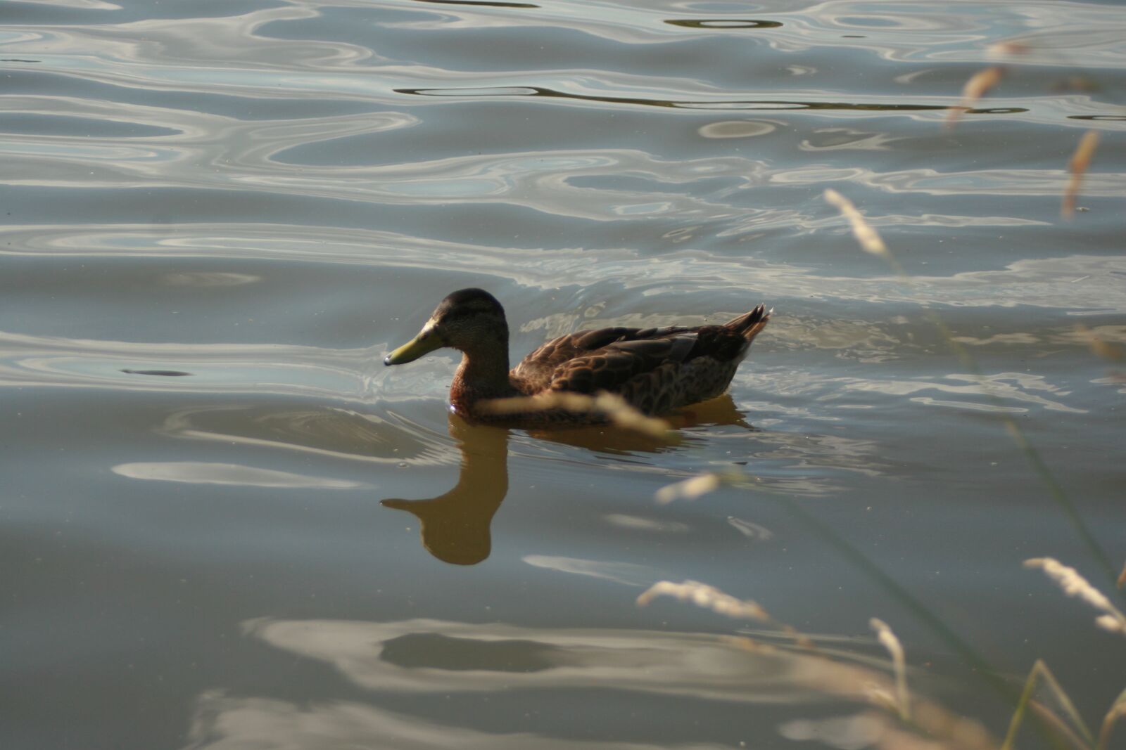 Canon EOS 30D sample photo. Duck, nature, bird photography