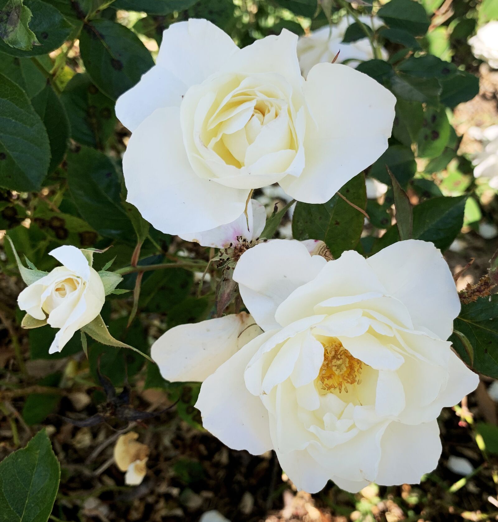 iPhone XS back dual camera 4.25mm f/1.8 sample photo. Roses, white, wedding photography