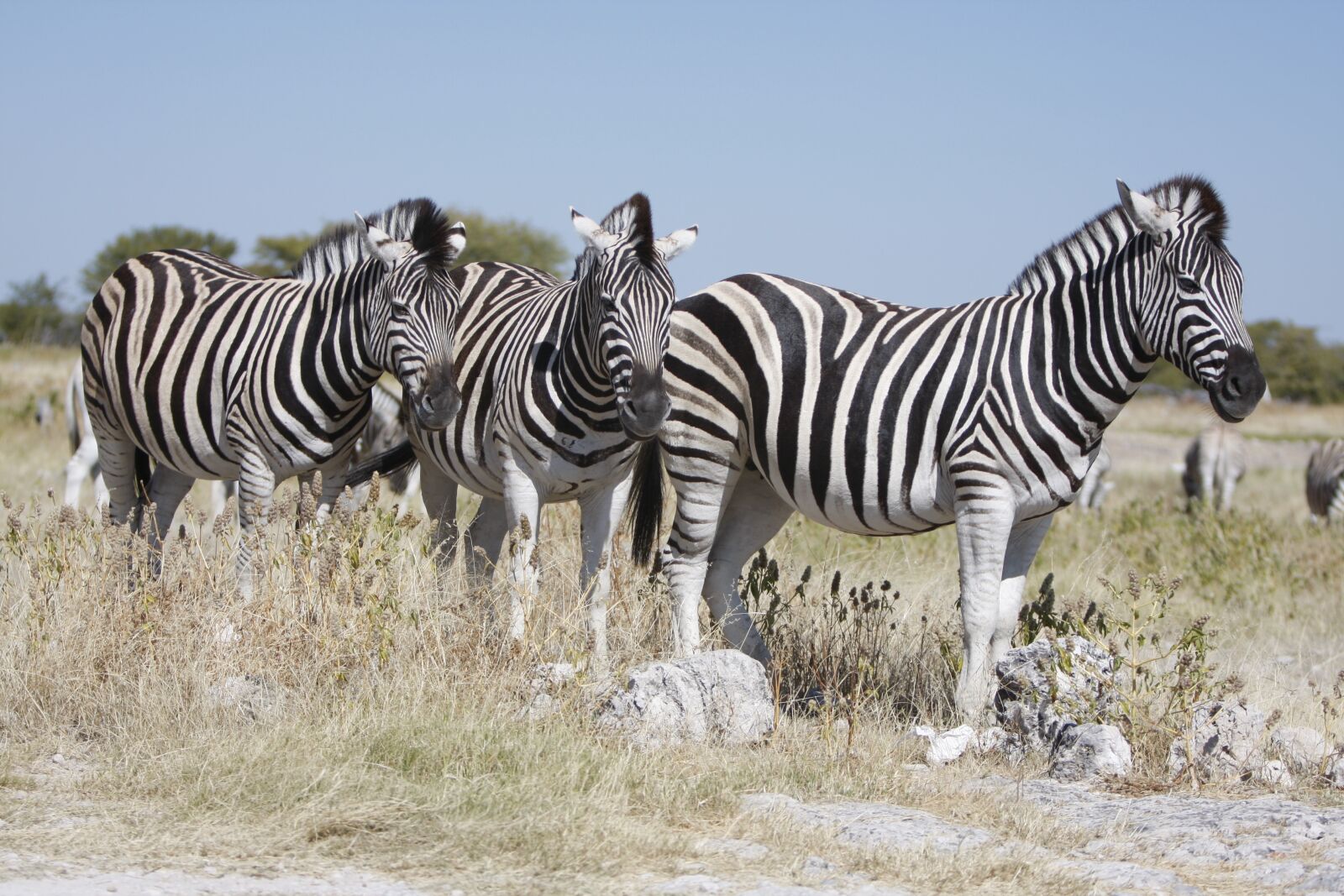 Canon EOS 40D sample photo. Namibia, etosha national park photography