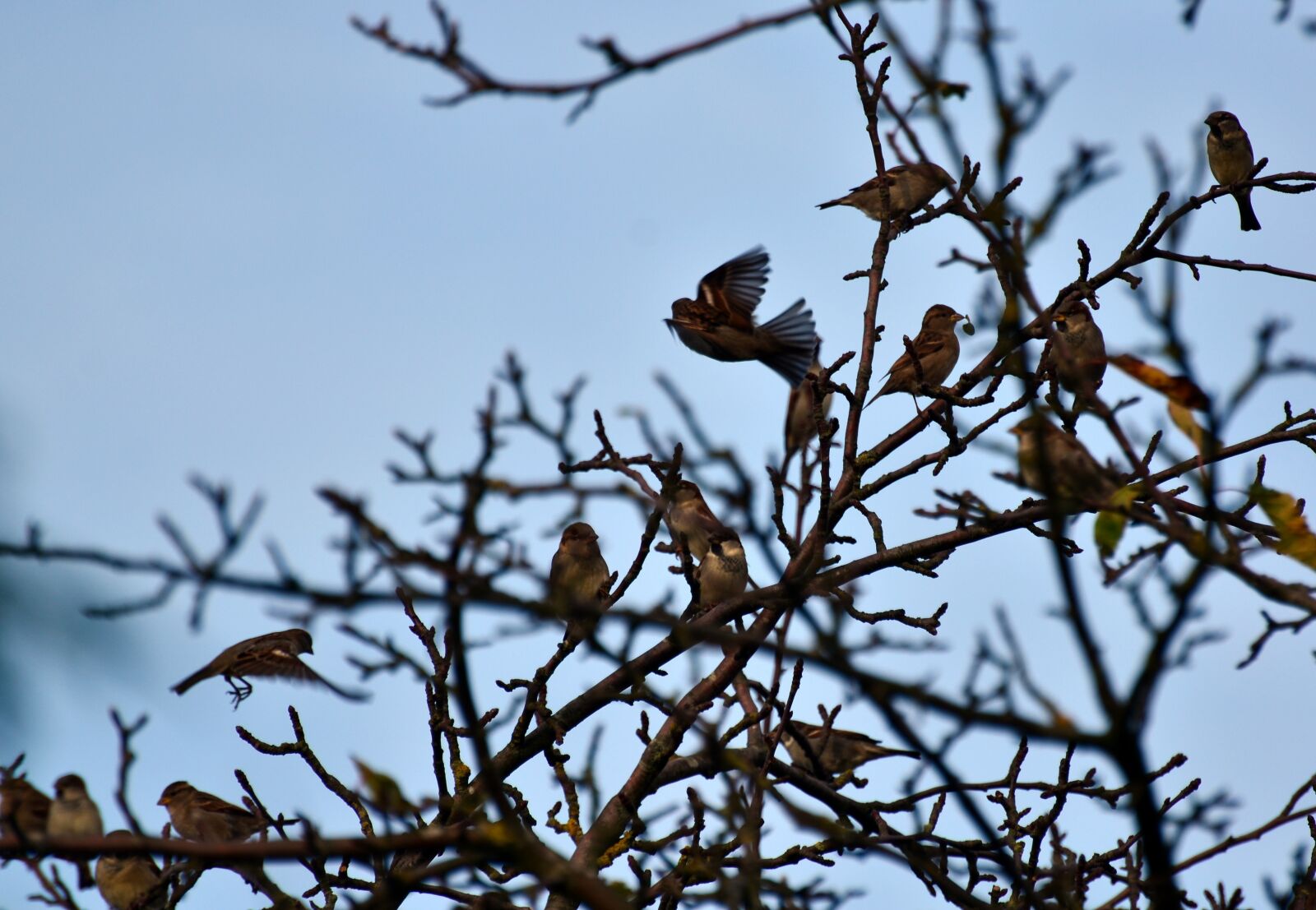 Nikon D7000 sample photo. Cranes, birds, mecklenburg vorpommern photography