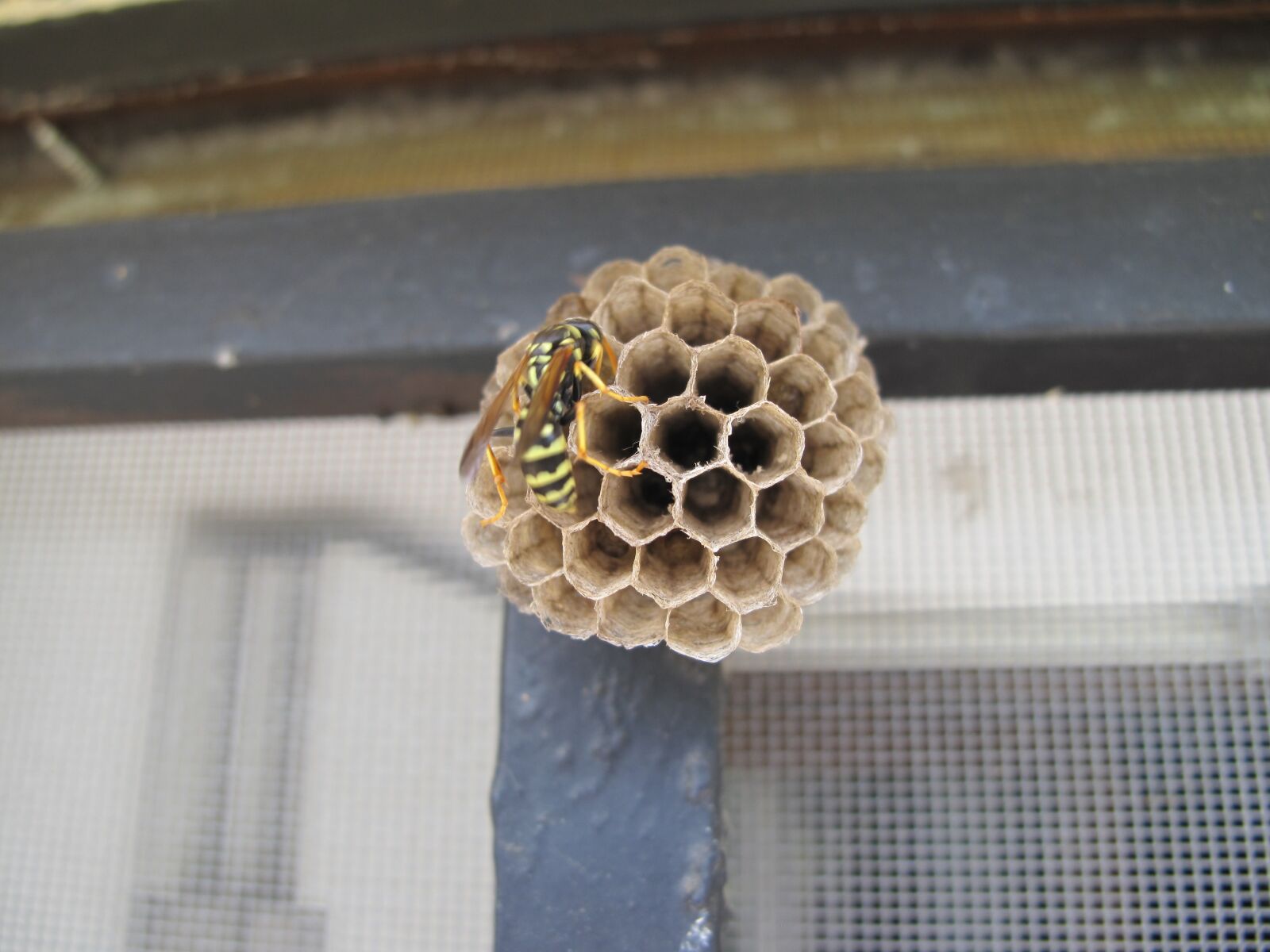 Canon PowerShot G10 sample photo. Wasp, honeycomb, honey photography