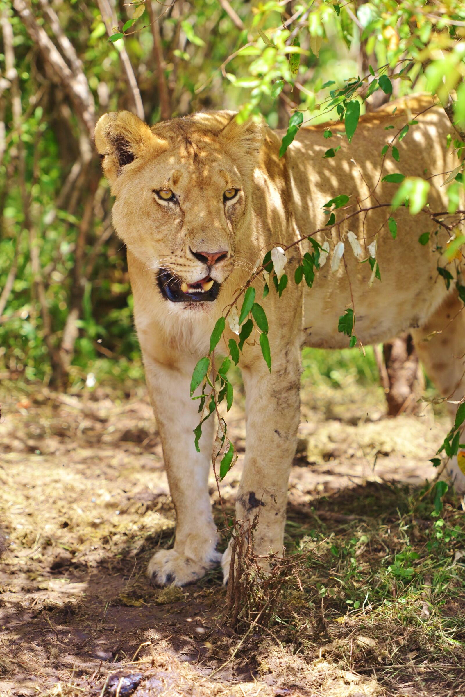 Nikon D3100 + Nikon AF-S Nikkor 70-200mm F2.8G ED VR II sample photo. Kenya, lion, portrait, lioness photography