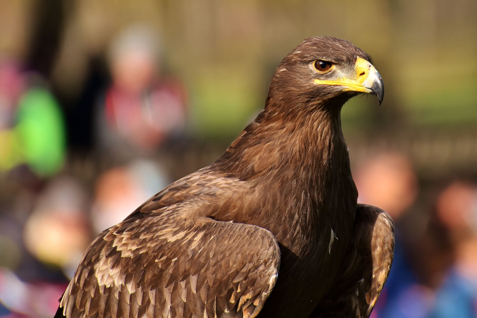 Nikon D7200 sample photo. Adler, raptor, bird of photography