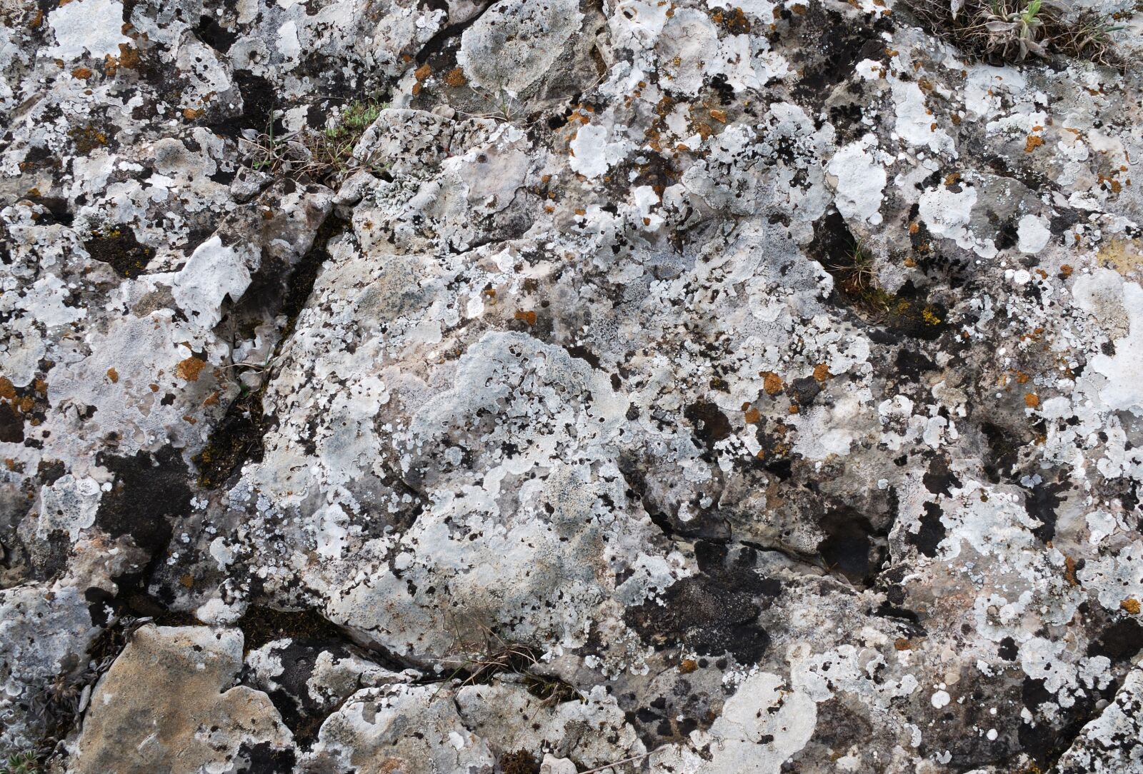 Nikon D80 sample photo. Stone, rock, green photography