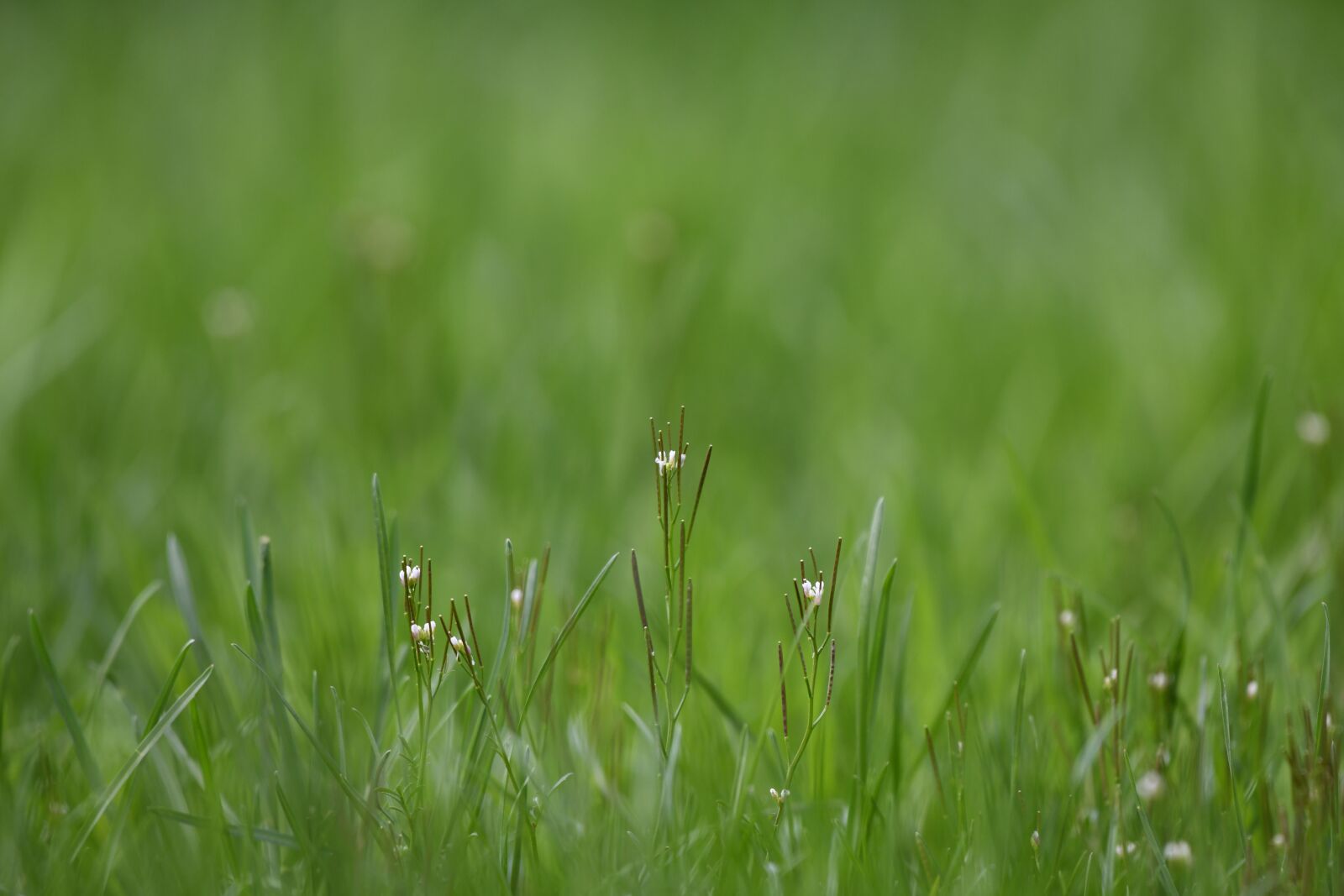 Nikon D850 sample photo. Flower, grass, nature photography